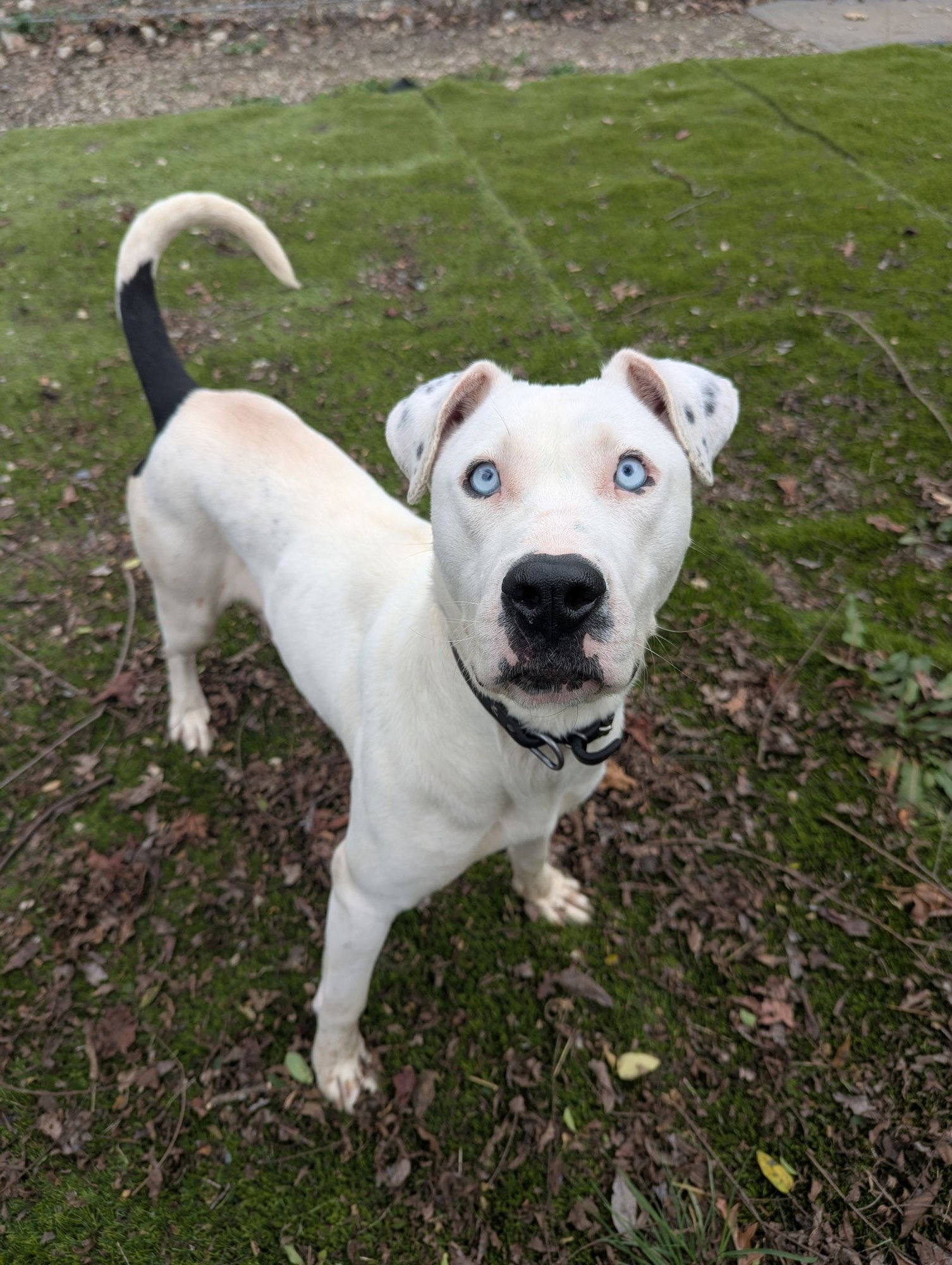 WINTER - Catahoula Leopard Dog / American Pit Bull Terrier available for adoption