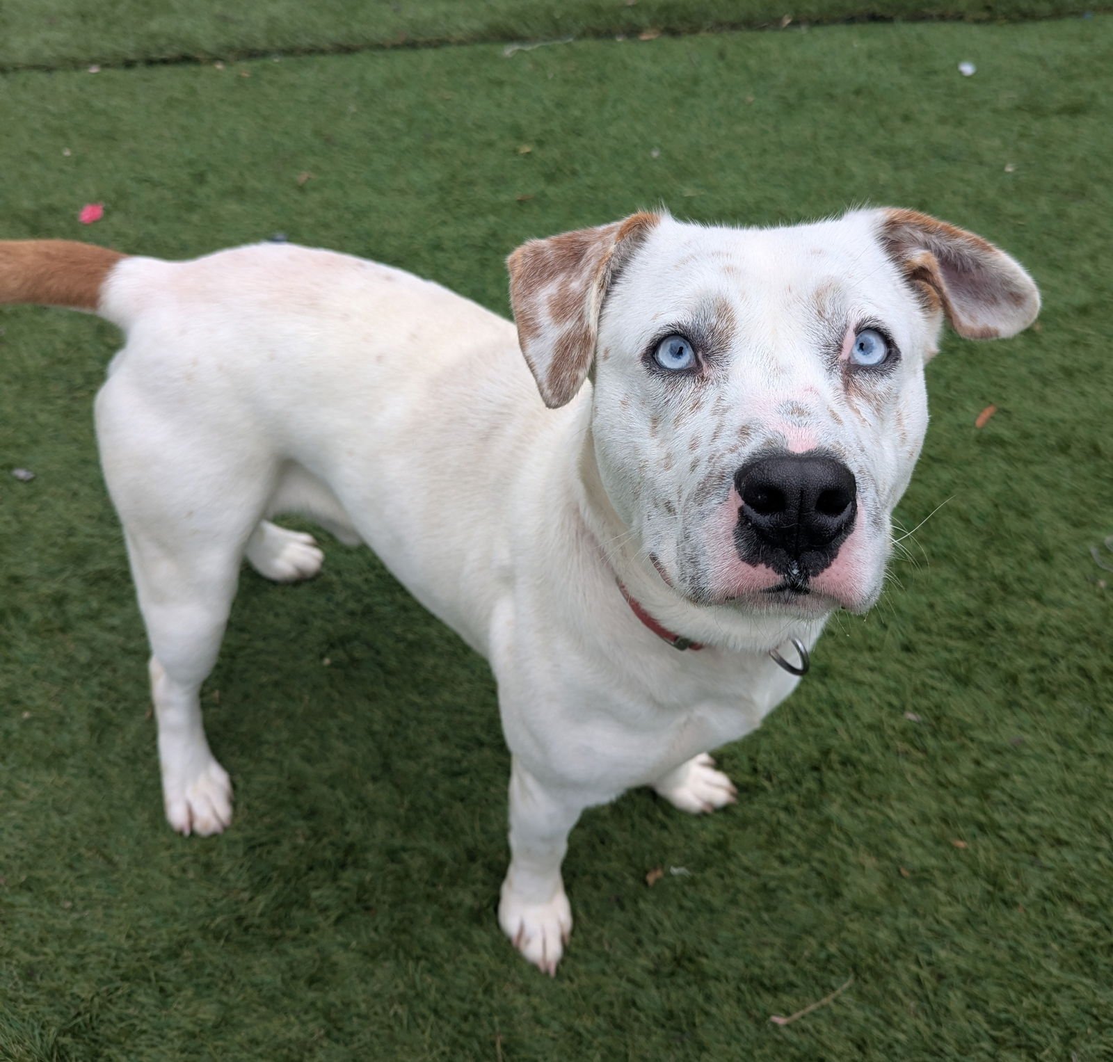 STORM - Catahoula Leopard Dog / American Pit Bull Terrier available for adoption