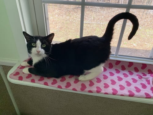 USHER - Domestic Short Hair / Tuxedo available for adoption