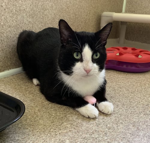 USHER - Domestic Short Hair / Tuxedo available for adoption