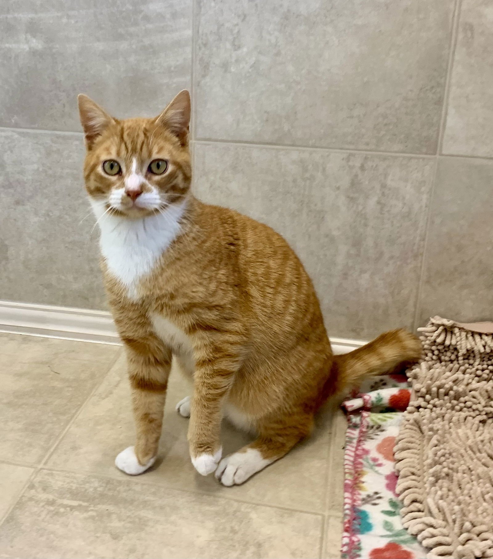 TIMMY - Domestic Short Hair / Tabby available for adoption