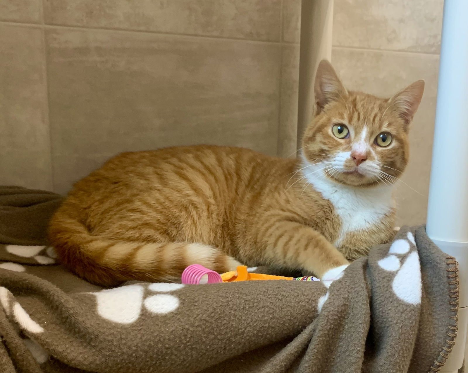 TIMMY - Domestic Short Hair / Tabby available for adoption