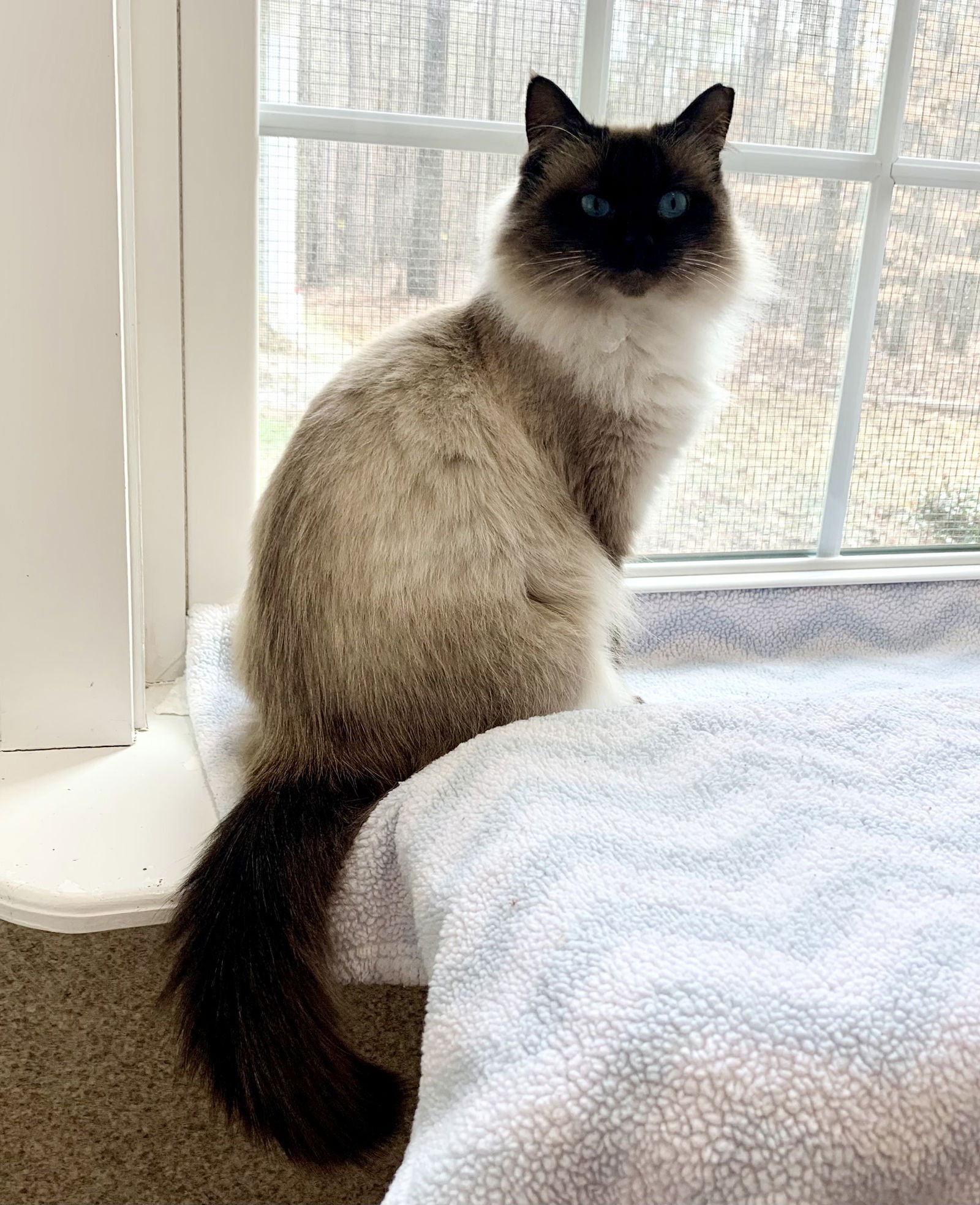 CARMELLA - Domestic Long Hair / Himalayan available for adoption