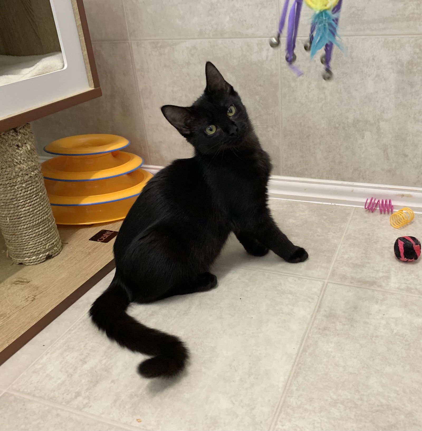 WILLOW - Domestic Short Hair available for adoption