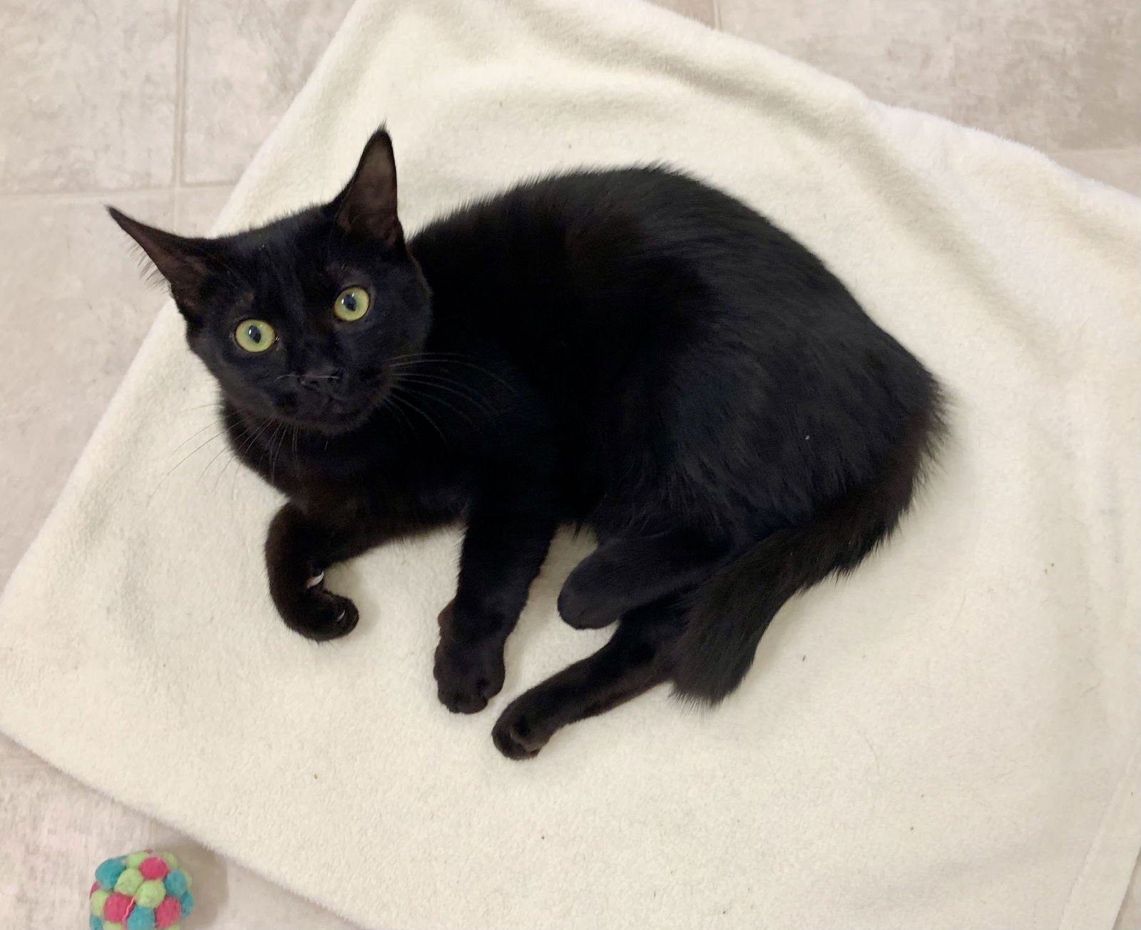 WILLOW - Domestic Short Hair available for adoption