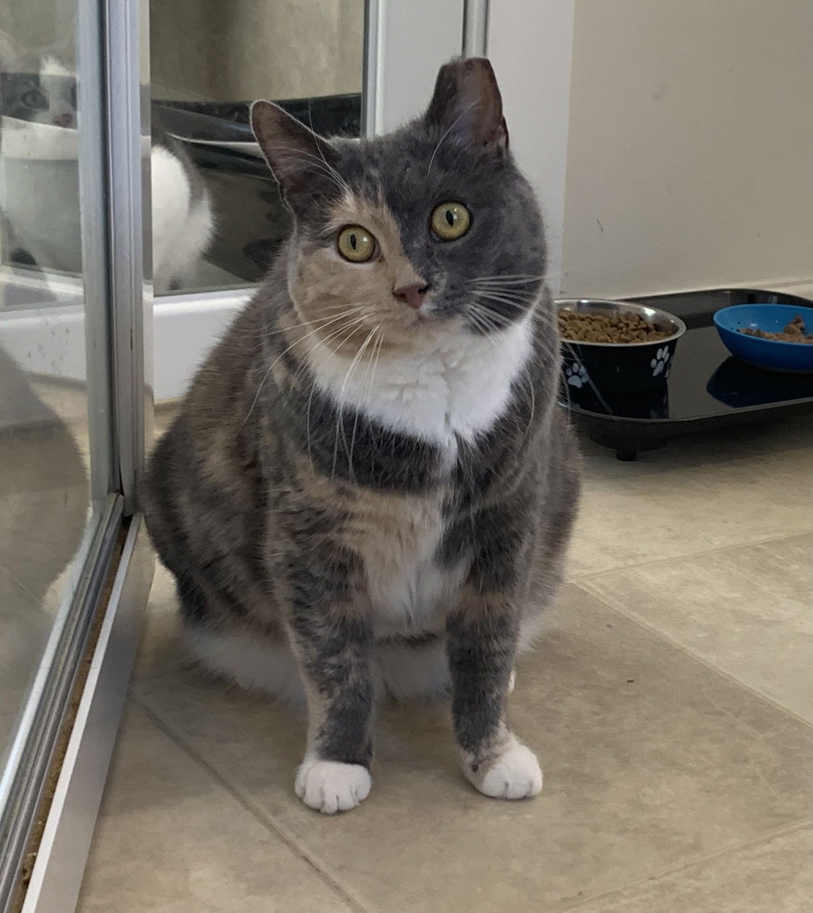 MISSY - Domestic Short Hair / Dilute Calico available for adoption