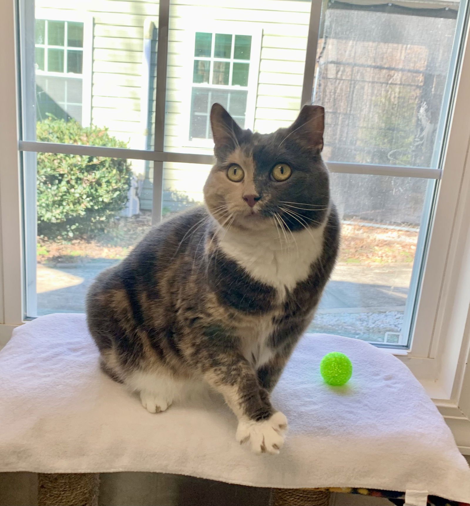 MISSY - Domestic Short Hair / Dilute Calico available for adoption