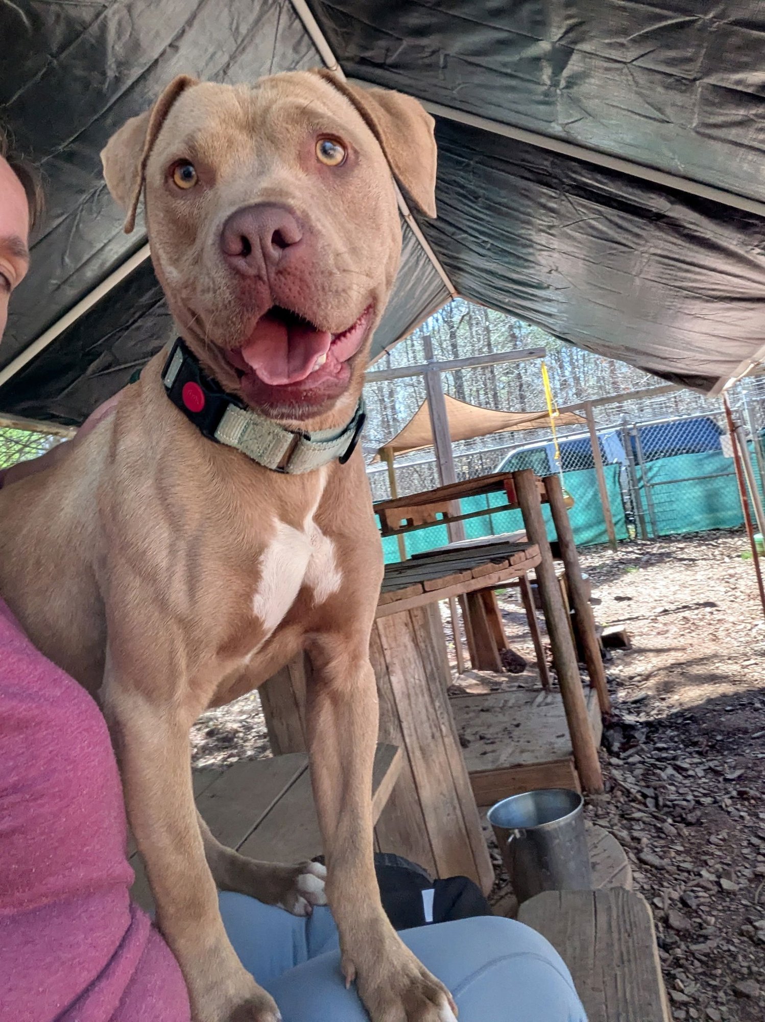 HONEY - Unknown available for adoption