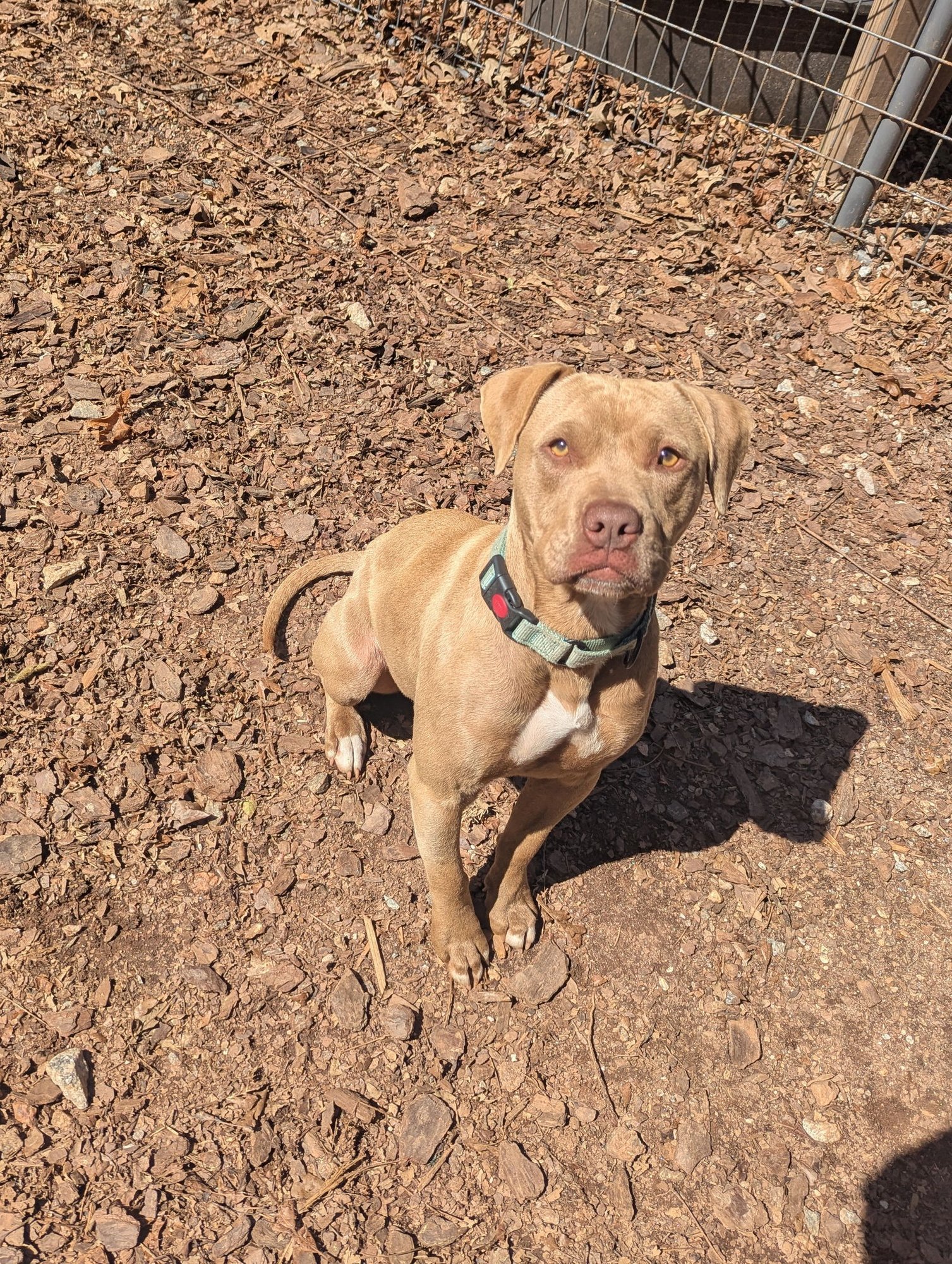 HONEY - Unknown available for adoption