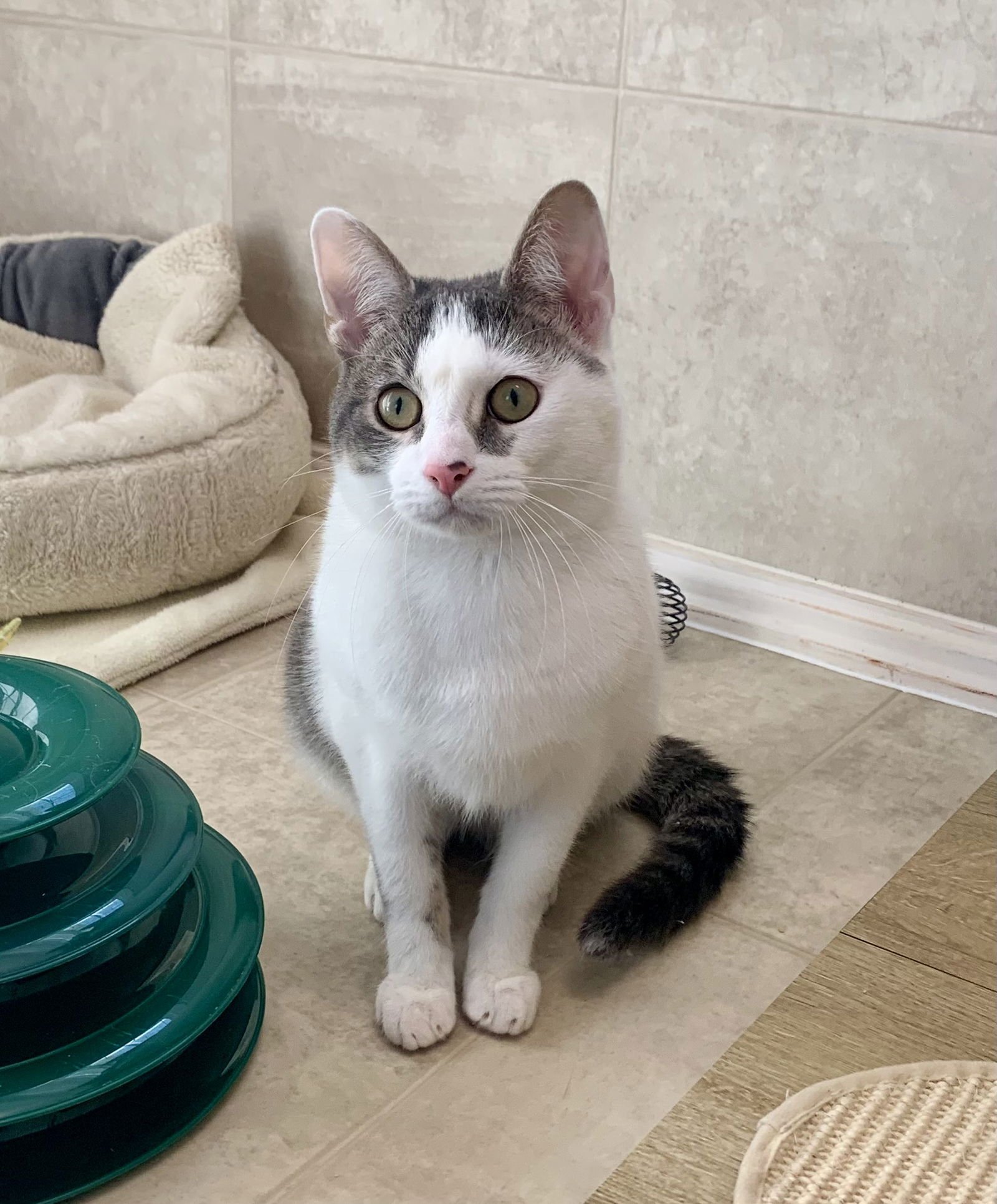 RICHARD - Domestic Short Hair / Tabby available for adoption