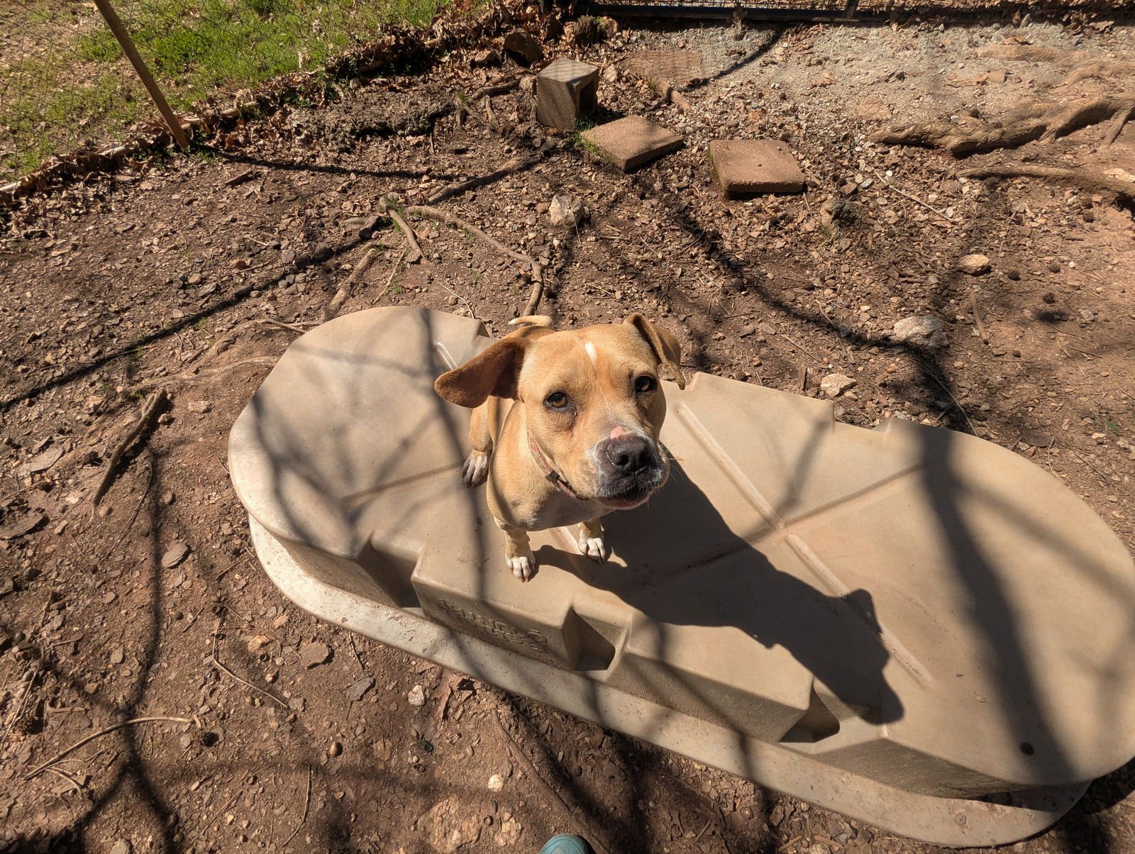 HAZEL - Unknown available for adoption