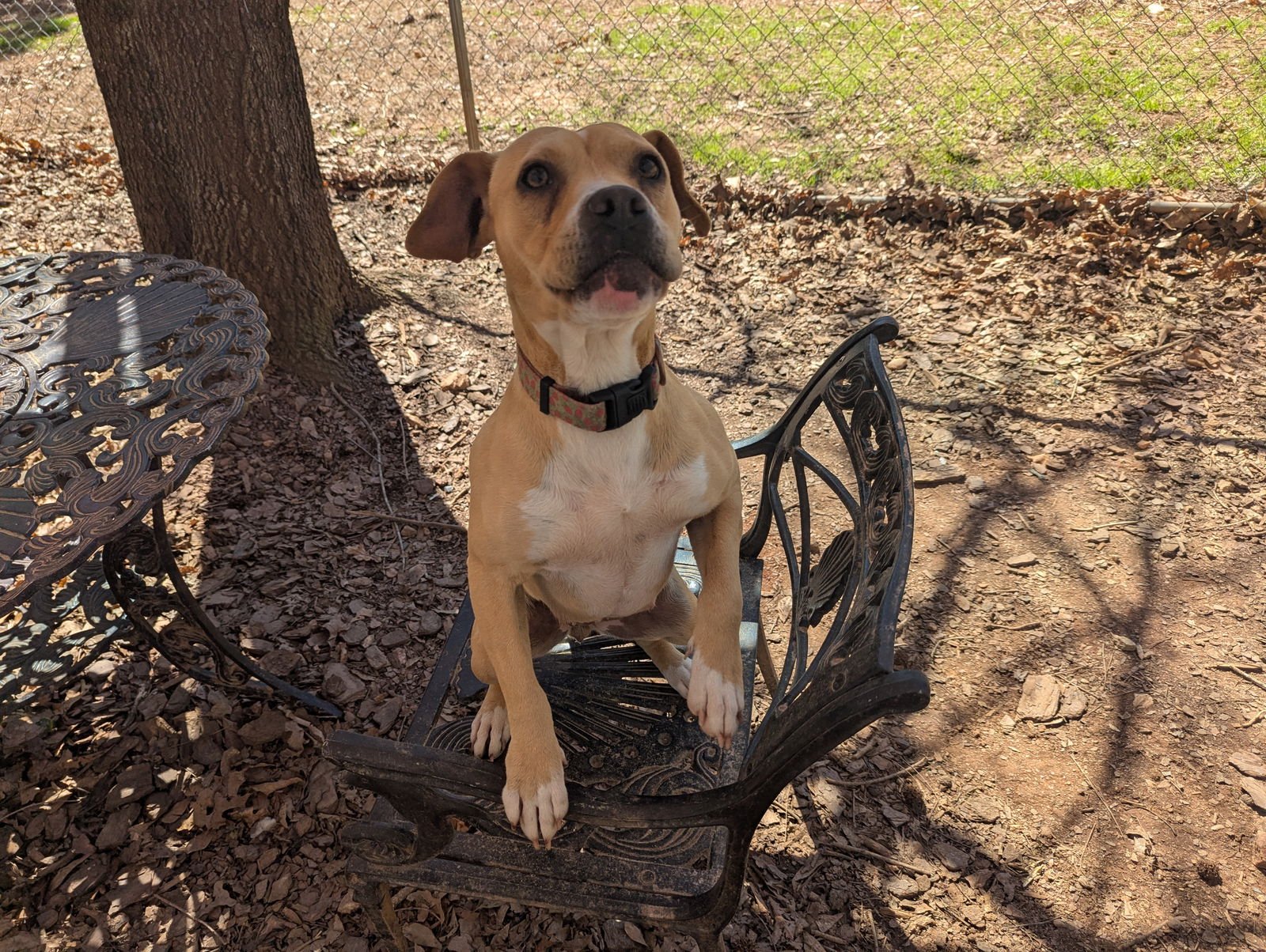 HAZEL - Unknown available for adoption