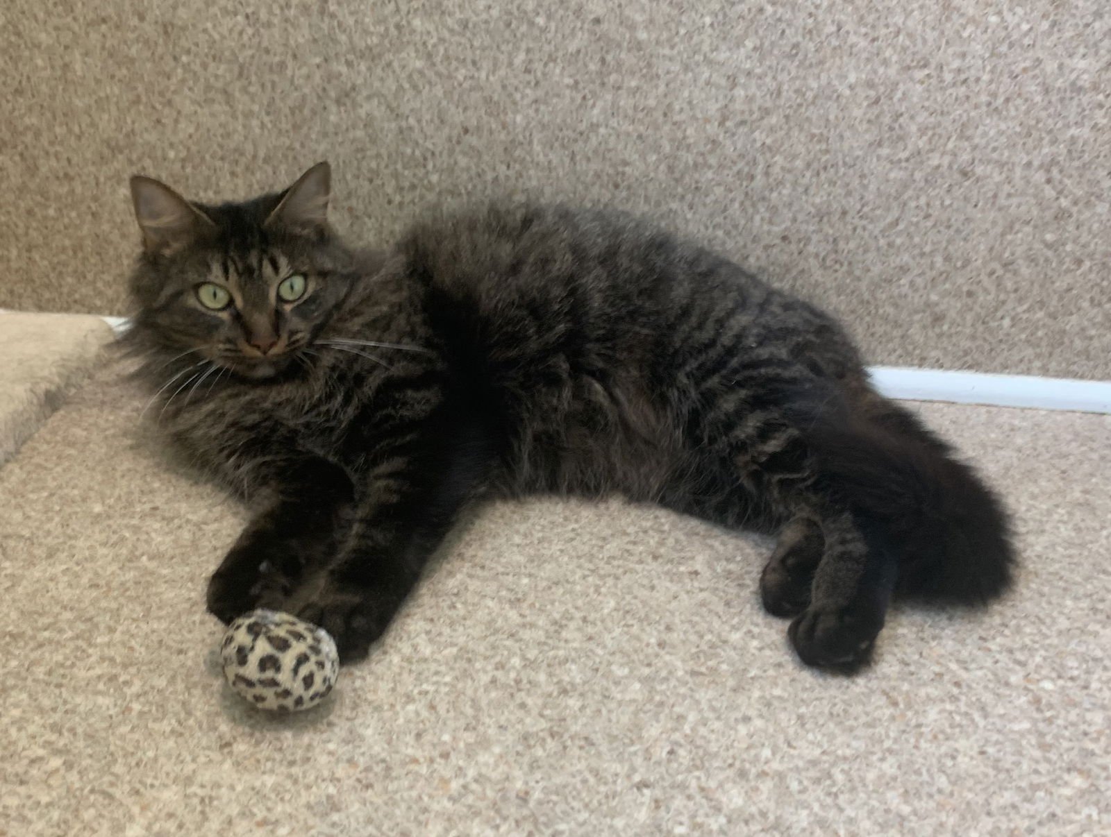 SOPHIE - Domestic Long Hair / Tabby available for adoption