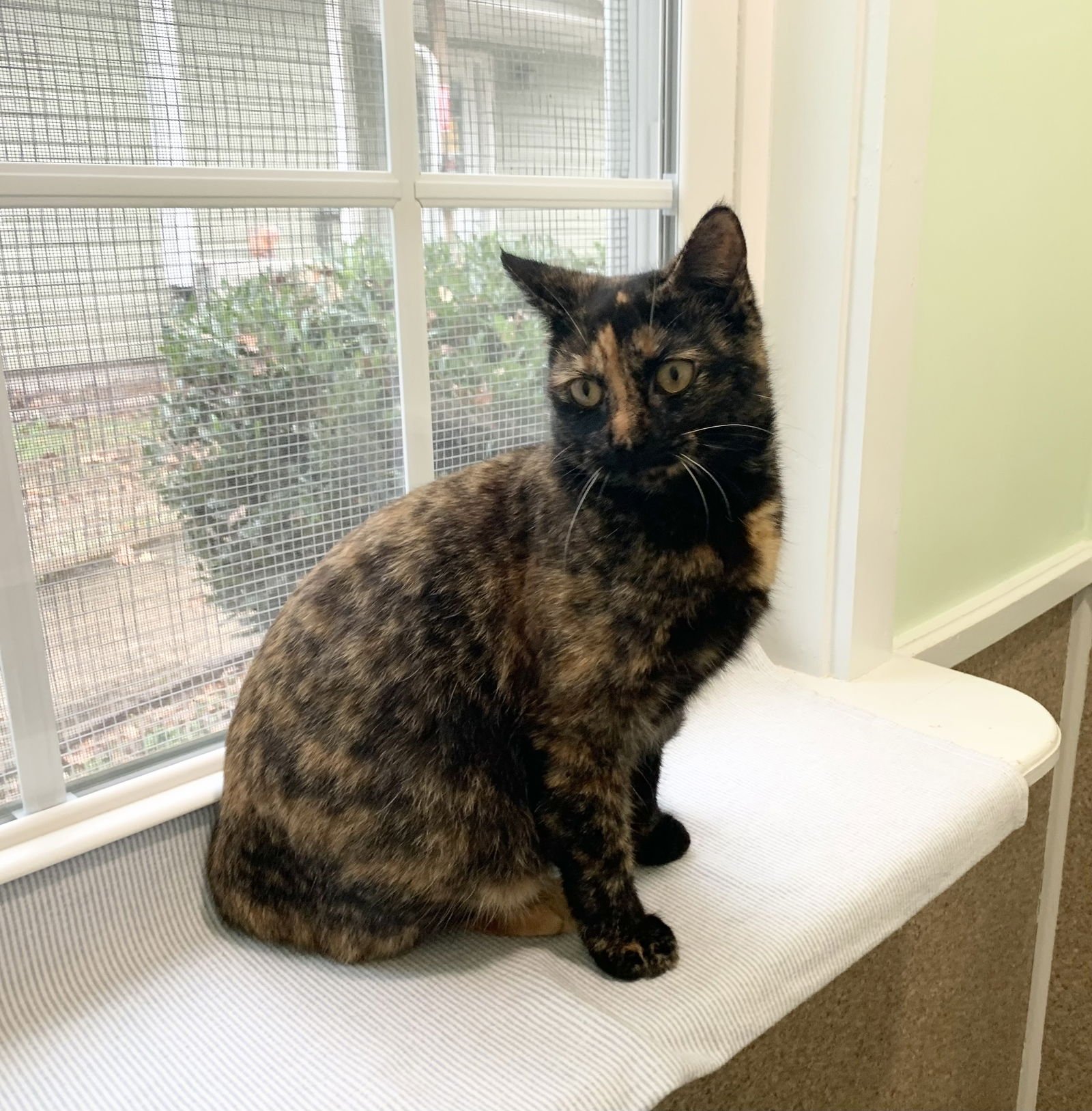 ROXIE - Domestic Short Hair / Tortoiseshell available for adoption