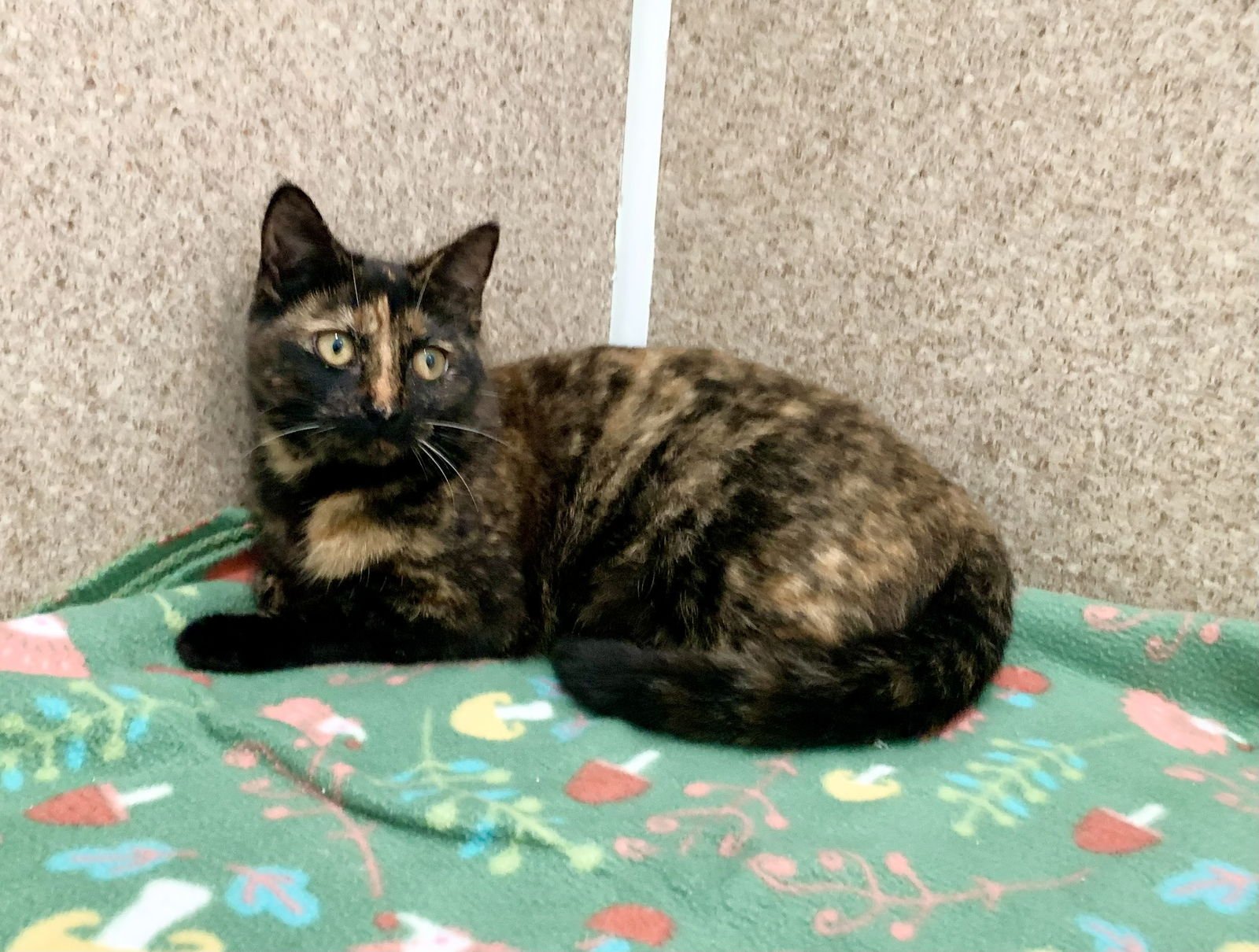 ROXIE - Domestic Short Hair / Tortoiseshell available for adoption