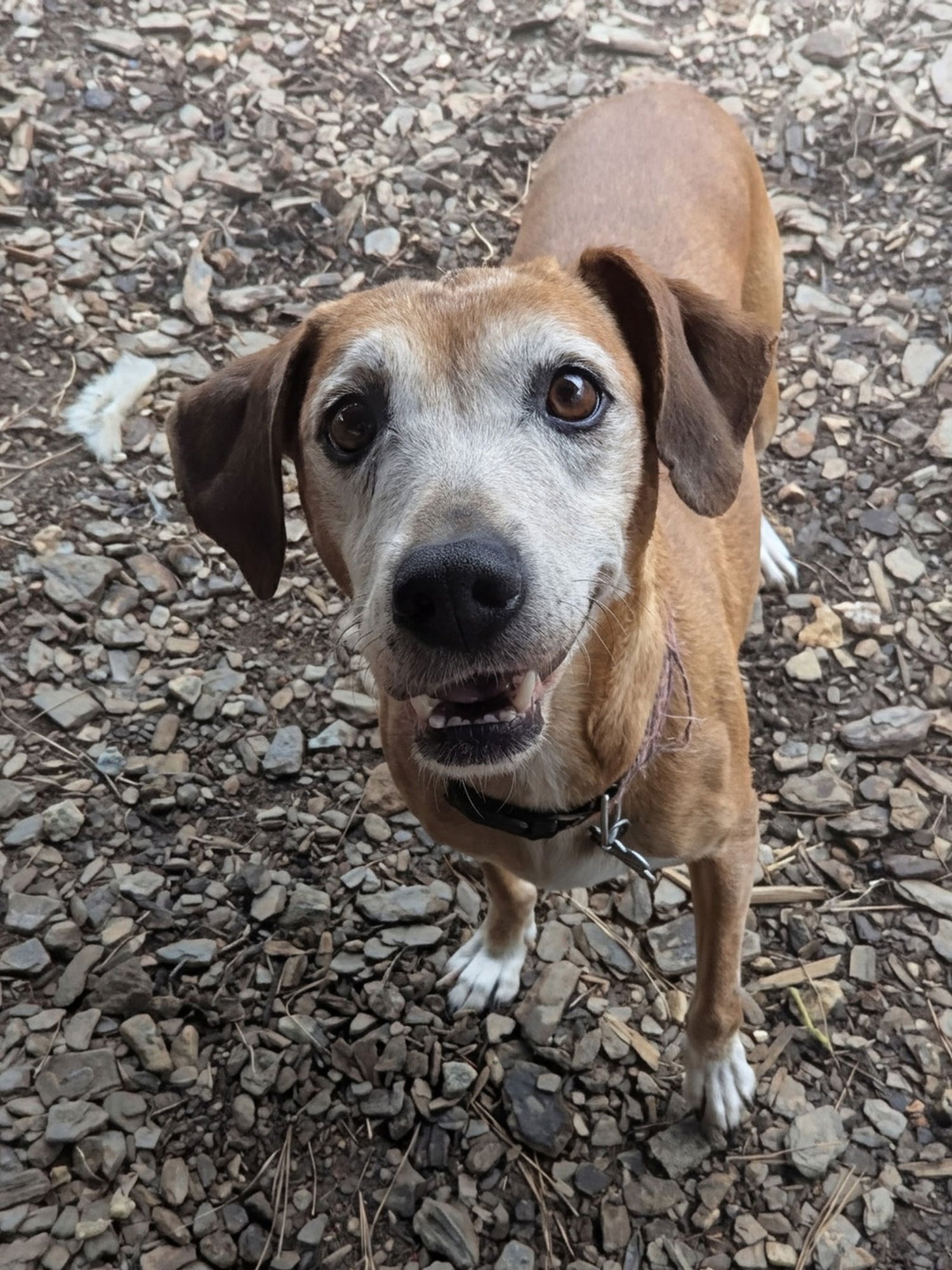 AMELIA - Unknown available for adoption