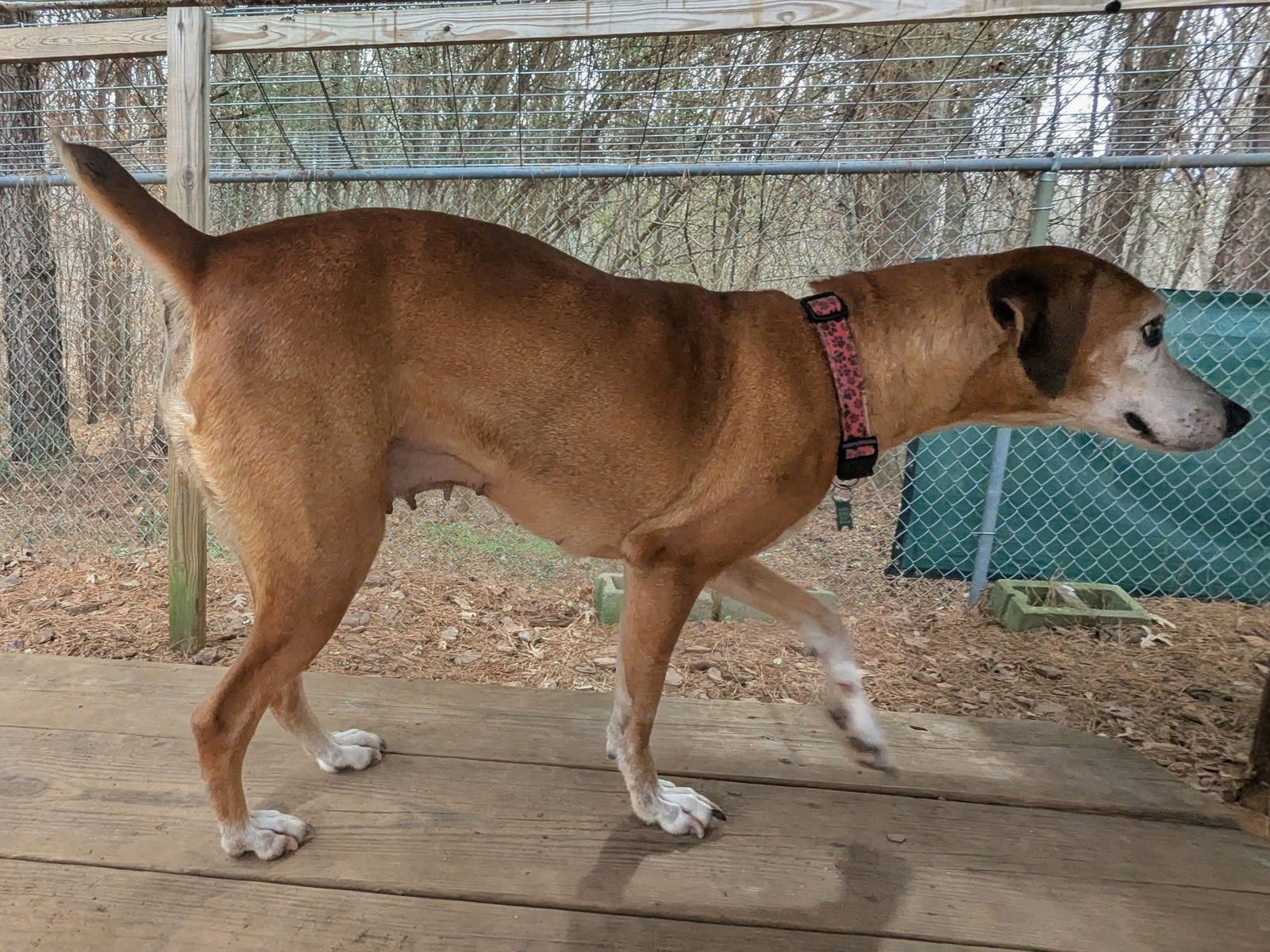 AMELIA - Unknown available for adoption