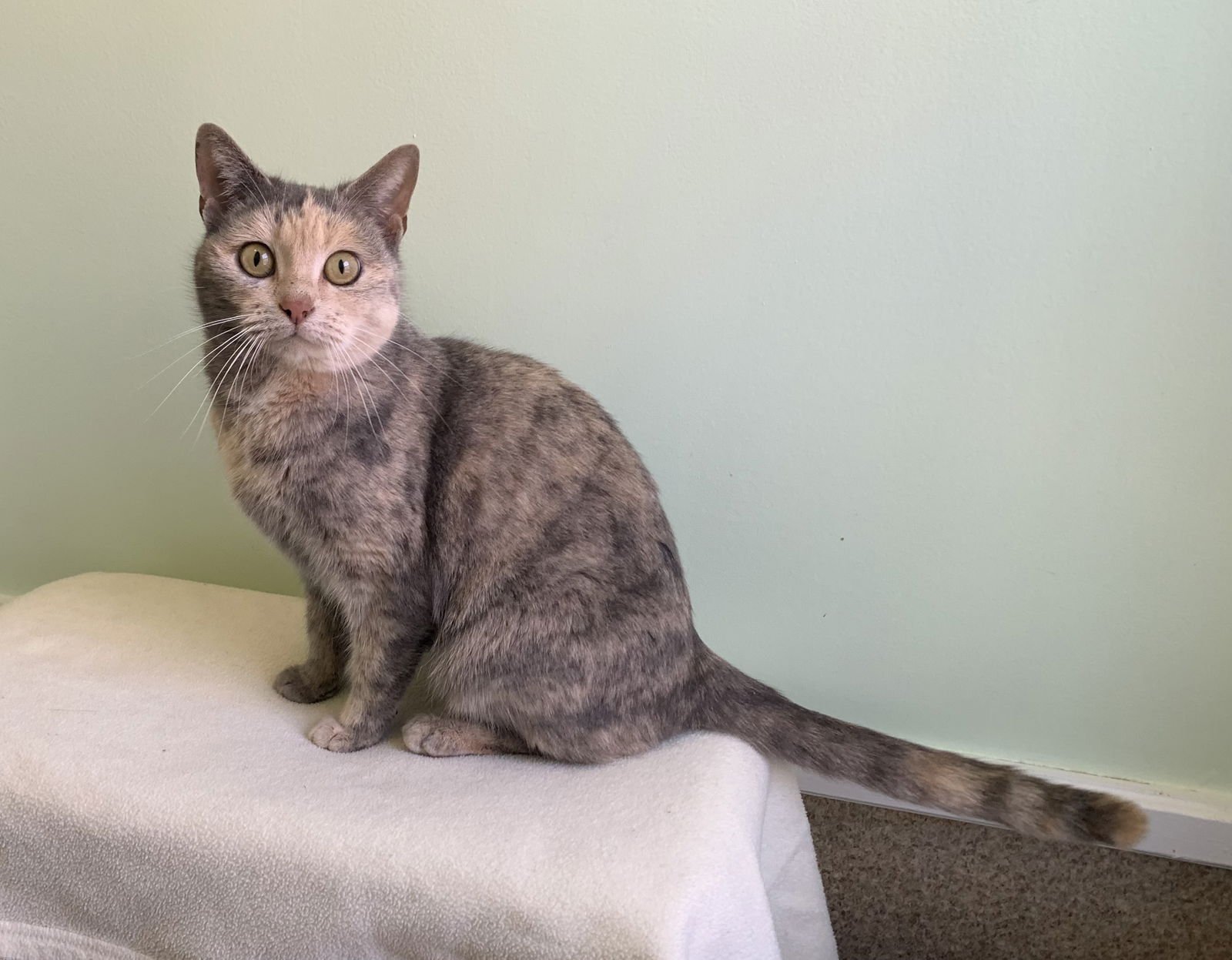 UNA - Domestic Short Hair / Dilute Calico available for adoption