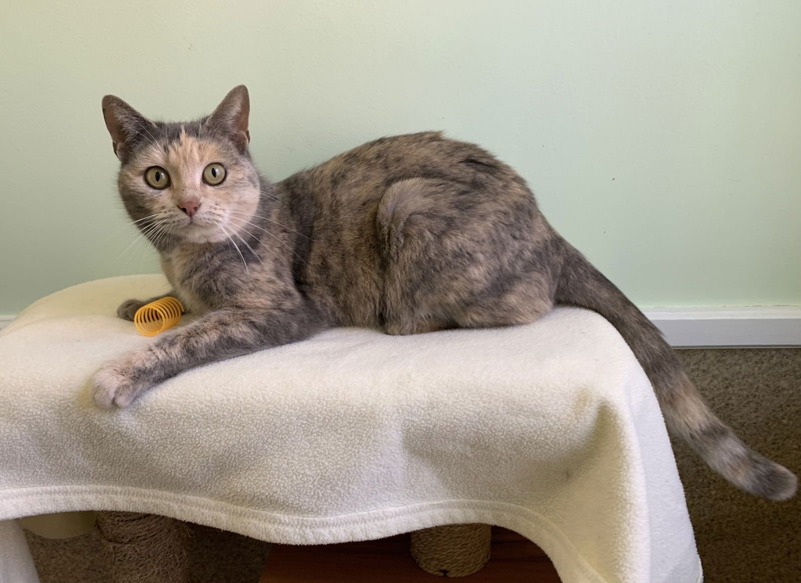 UNA - Domestic Short Hair / Dilute Calico available for adoption