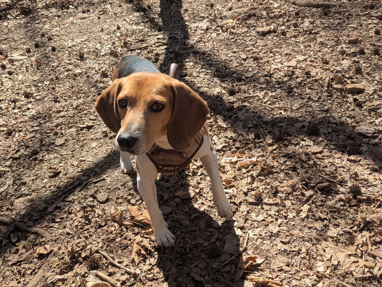 KENT - Beagle available for adoption