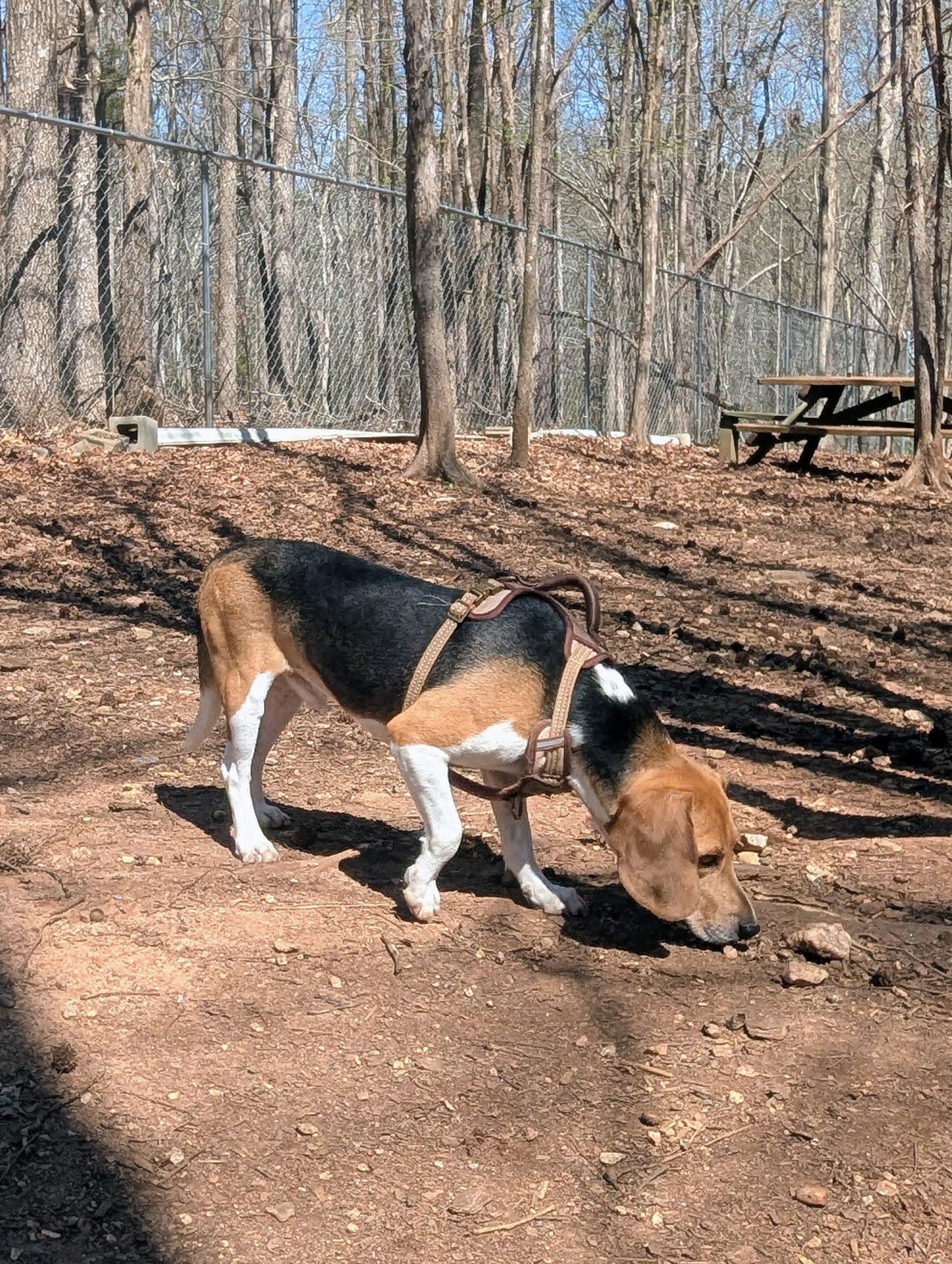 KENT - Beagle available for adoption
