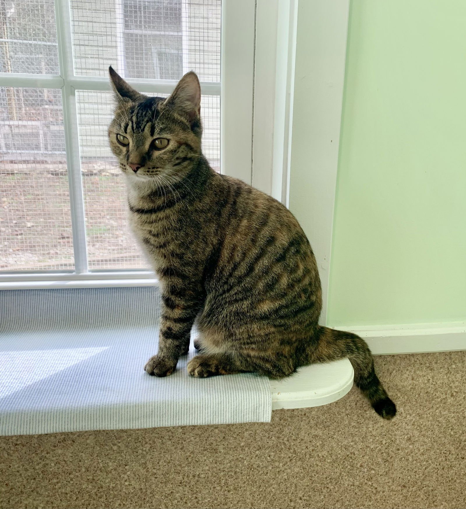 REMI - Domestic Short Hair / Tabby available for adoption