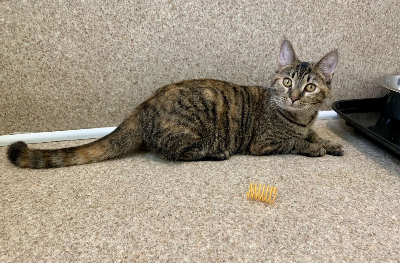 REMI - Domestic Short Hair / Tabby available for adoption