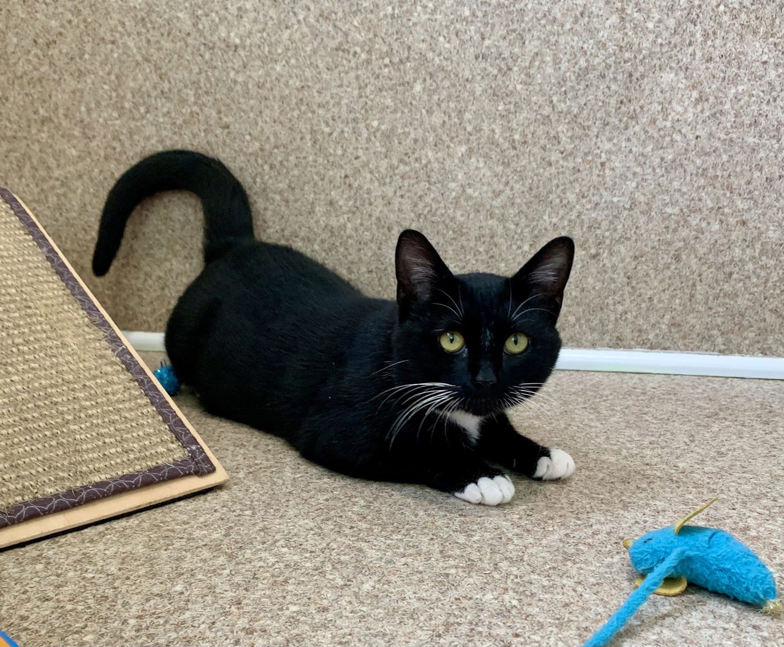 VINNY - Tuxedo / Domestic Short Hair available for adoption