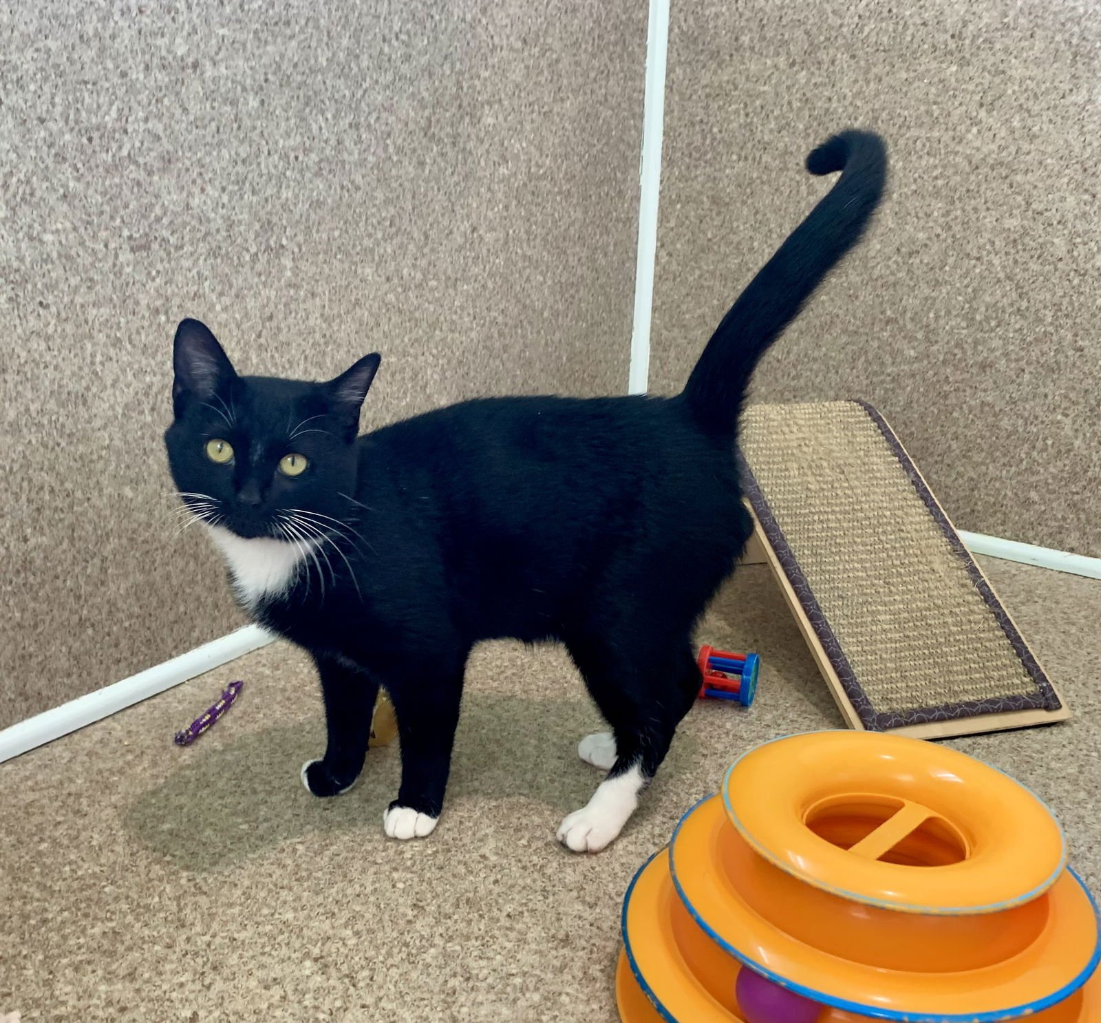 VINNY - Tuxedo / Domestic Short Hair available for adoption