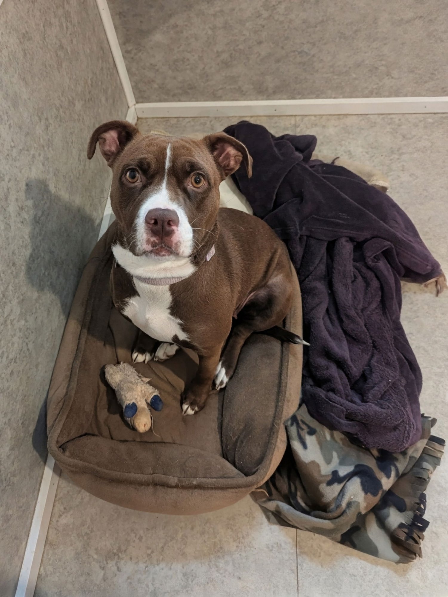 PENNY - Boxer available for adoption