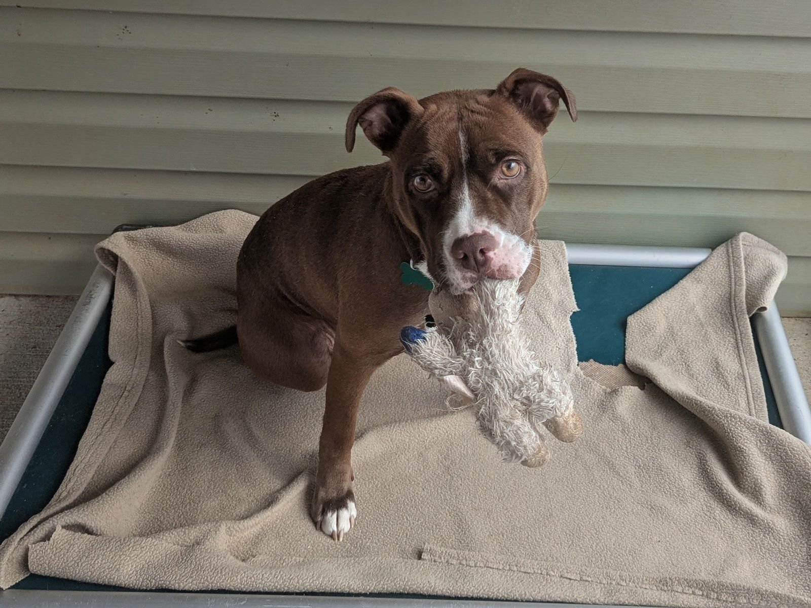 PENNY - Boxer available for adoption