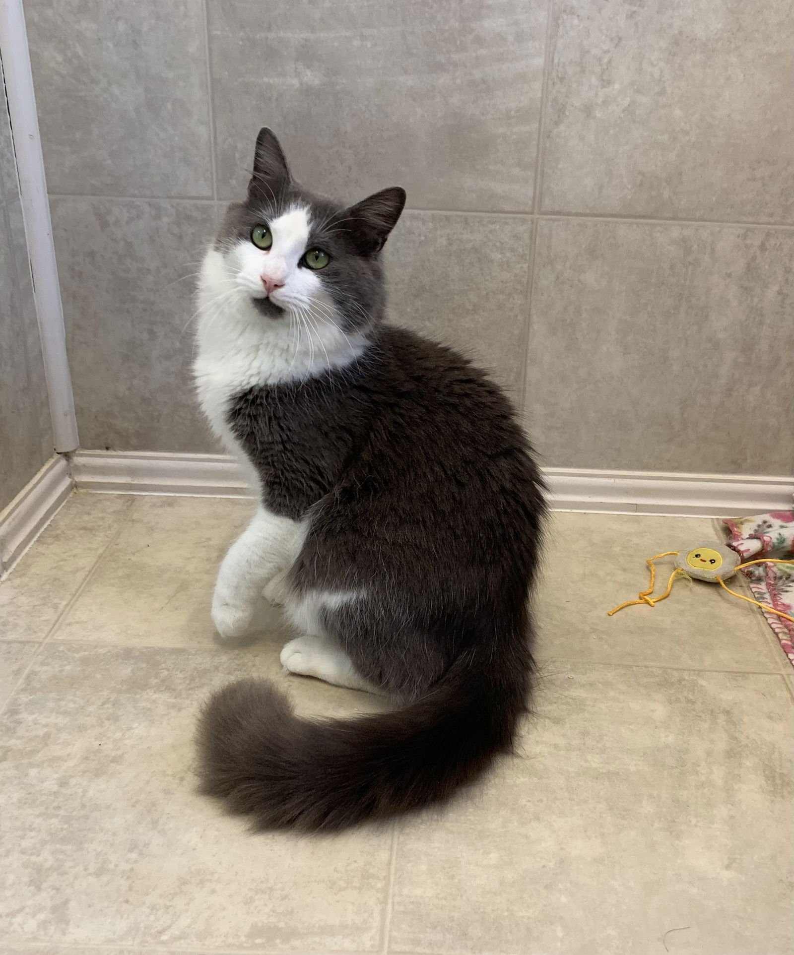 TUCKER - Domestic Medium Hair / Tuxedo available for adoption