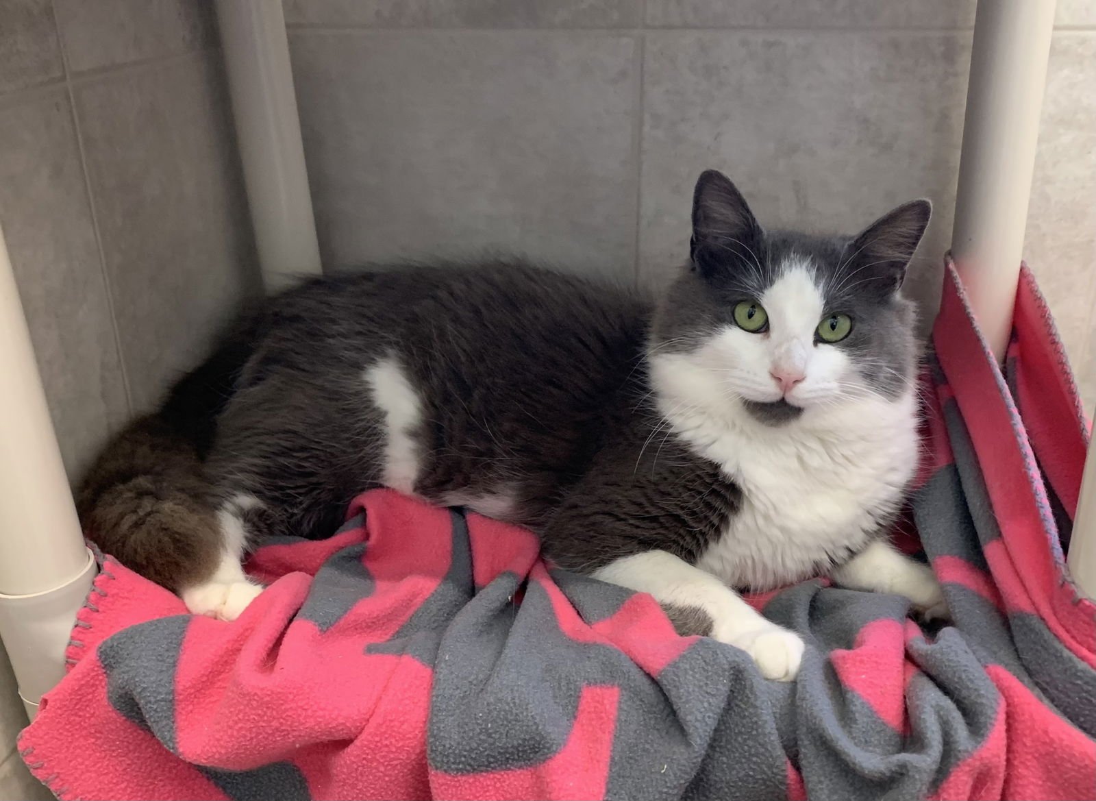 TUCKER - Domestic Medium Hair / Tuxedo available for adoption