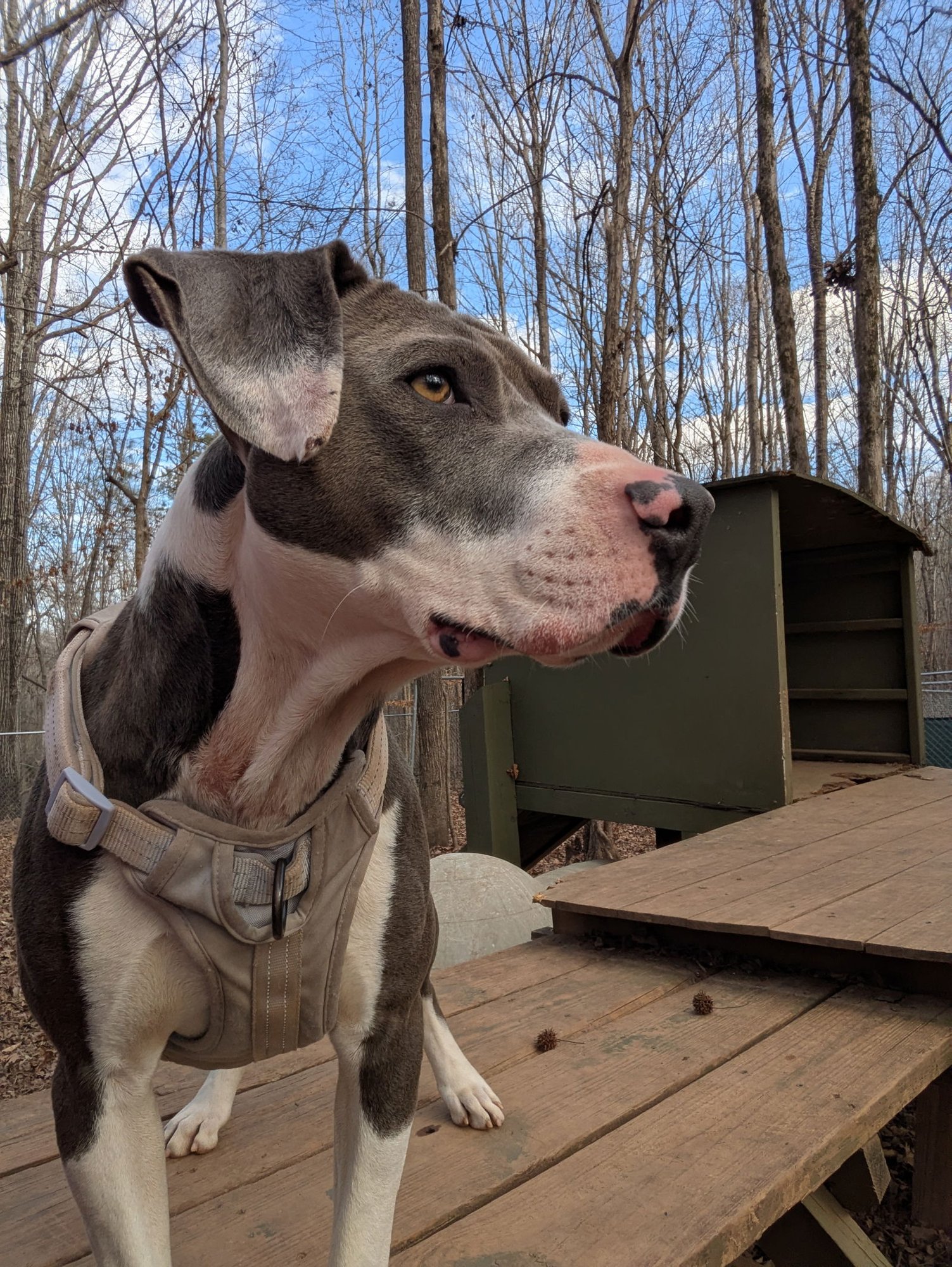 WILL - Terrier / Hound available for adoption