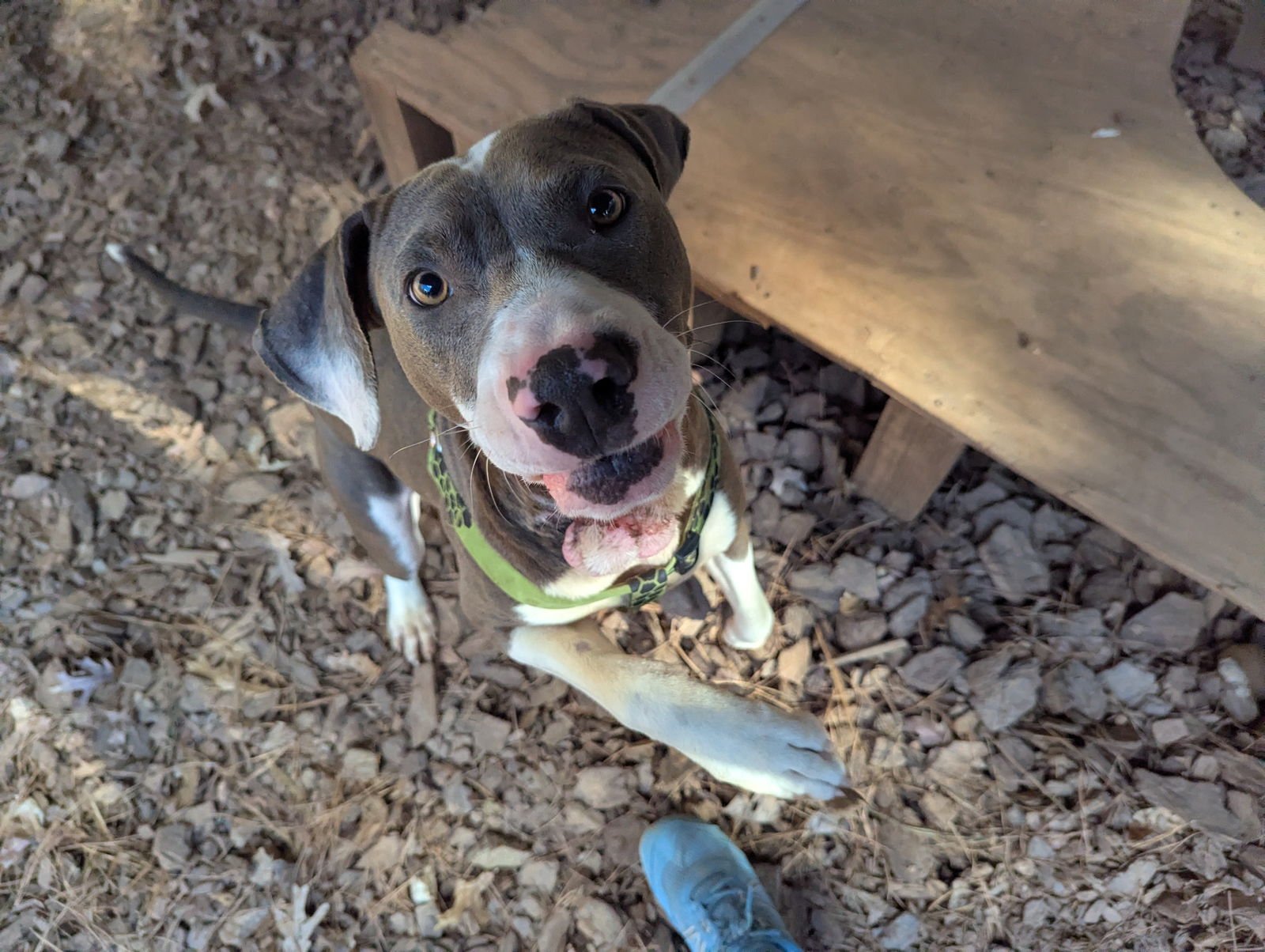 WILL - Terrier / Hound available for adoption