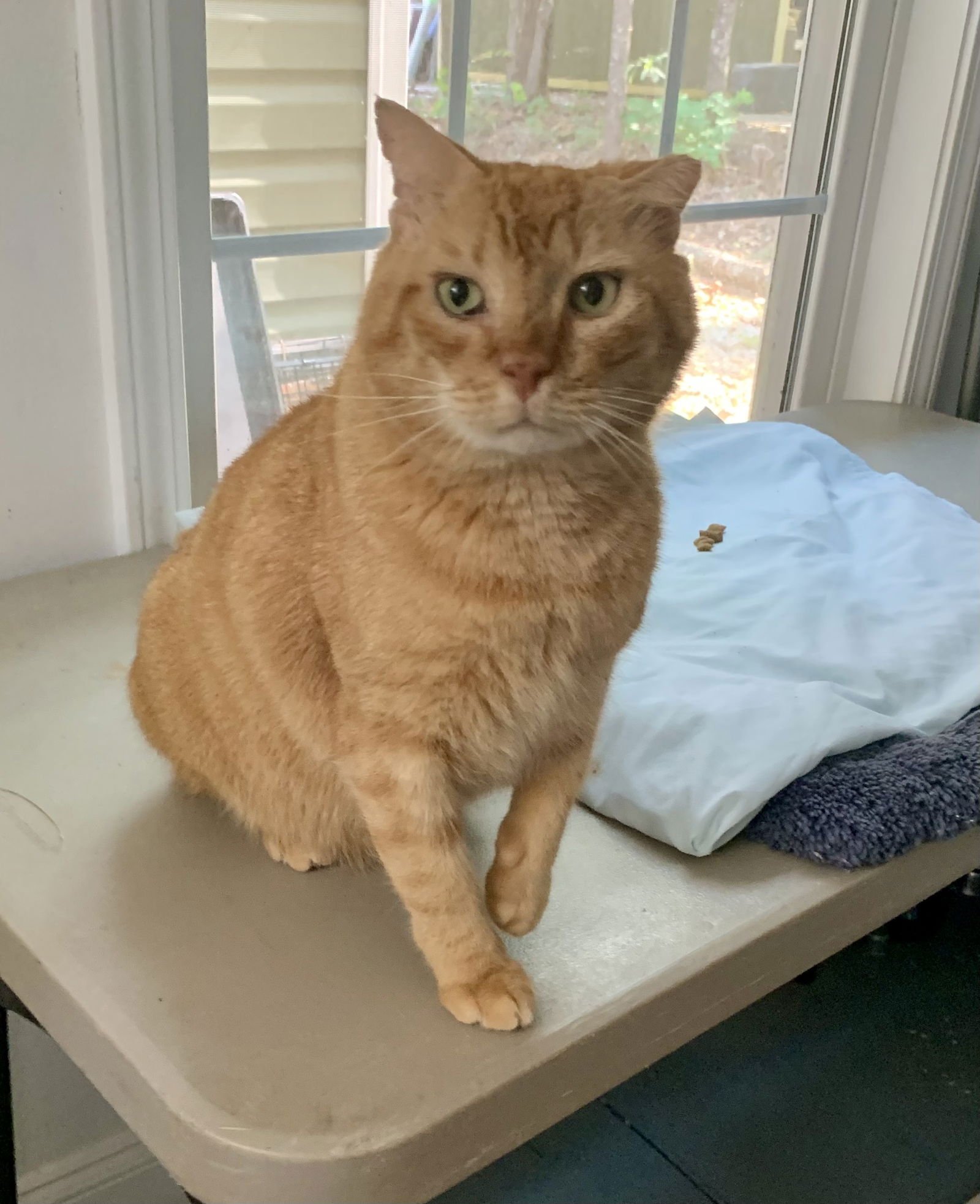 LEO - Domestic Short Hair / Tabby available for adoption