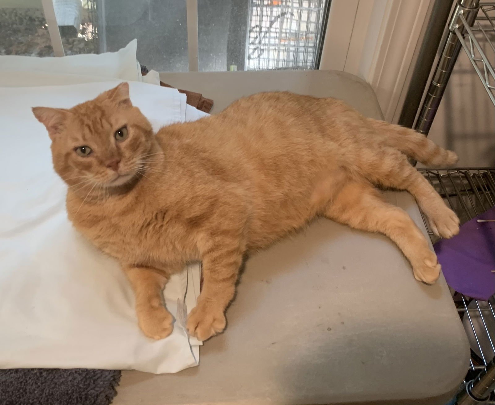 LEO - Domestic Short Hair / Tabby available for adoption