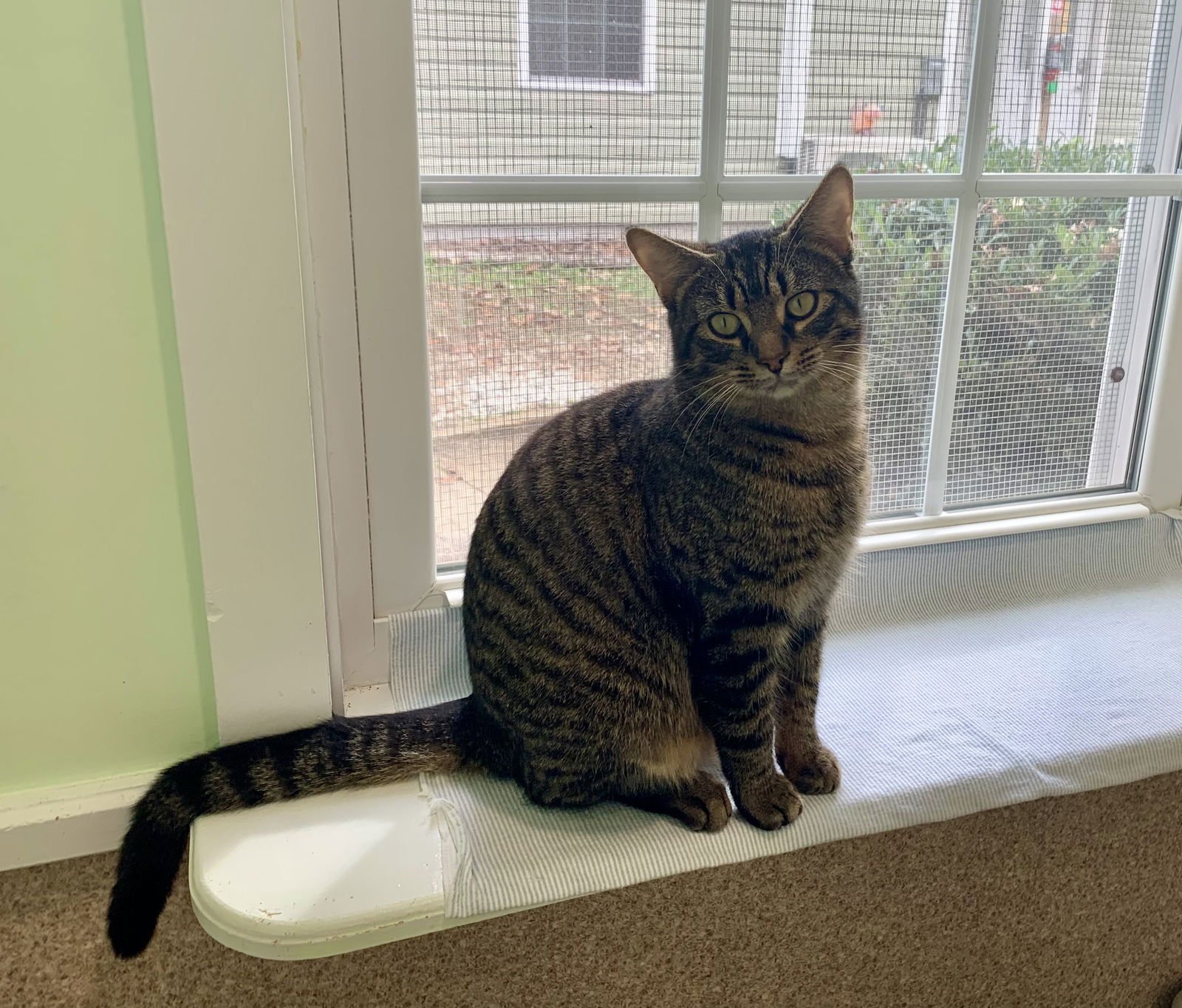 RIO - Domestic Short Hair / Tabby available for adoption