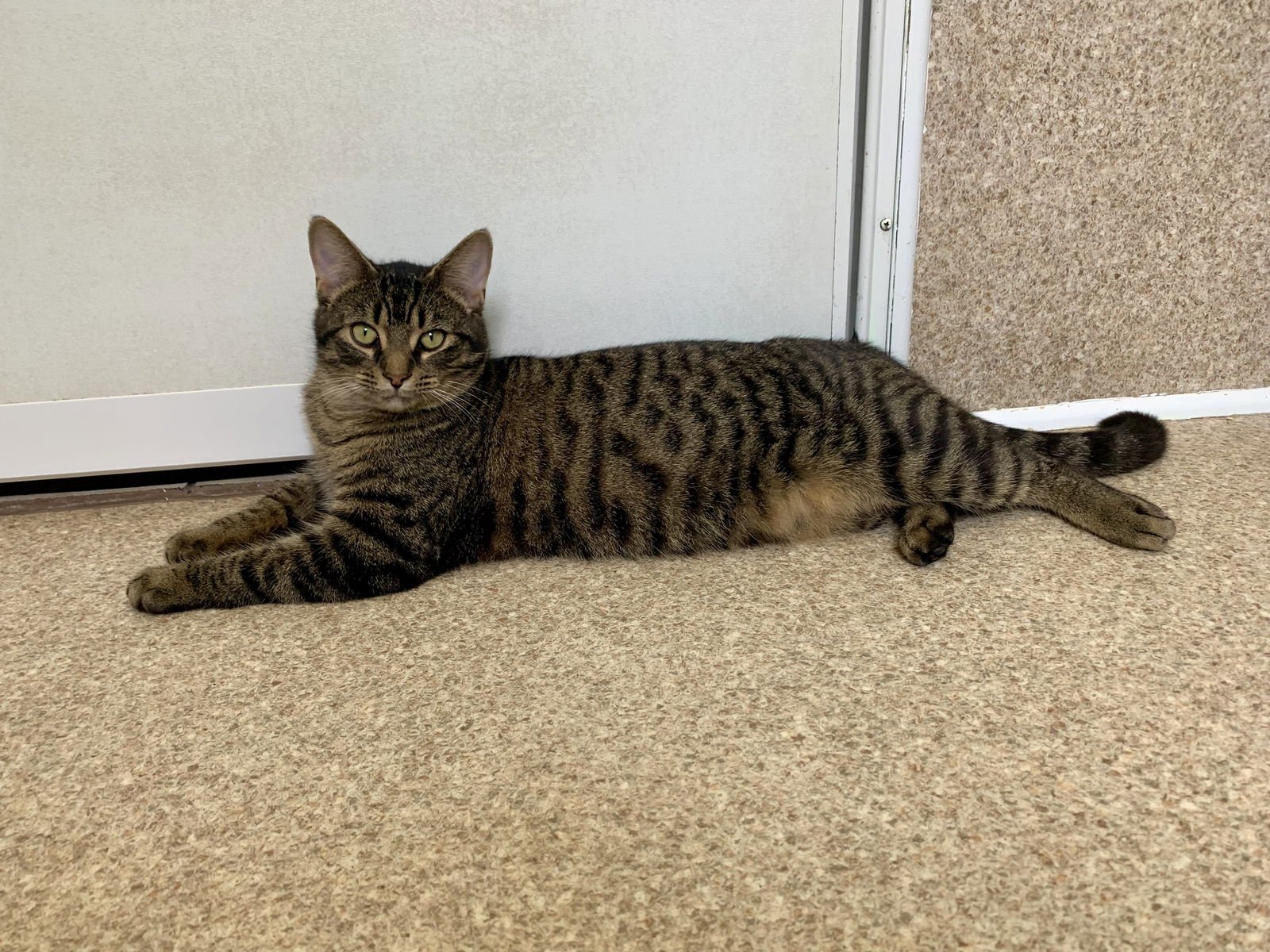 RIO - Domestic Short Hair / Tabby available for adoption