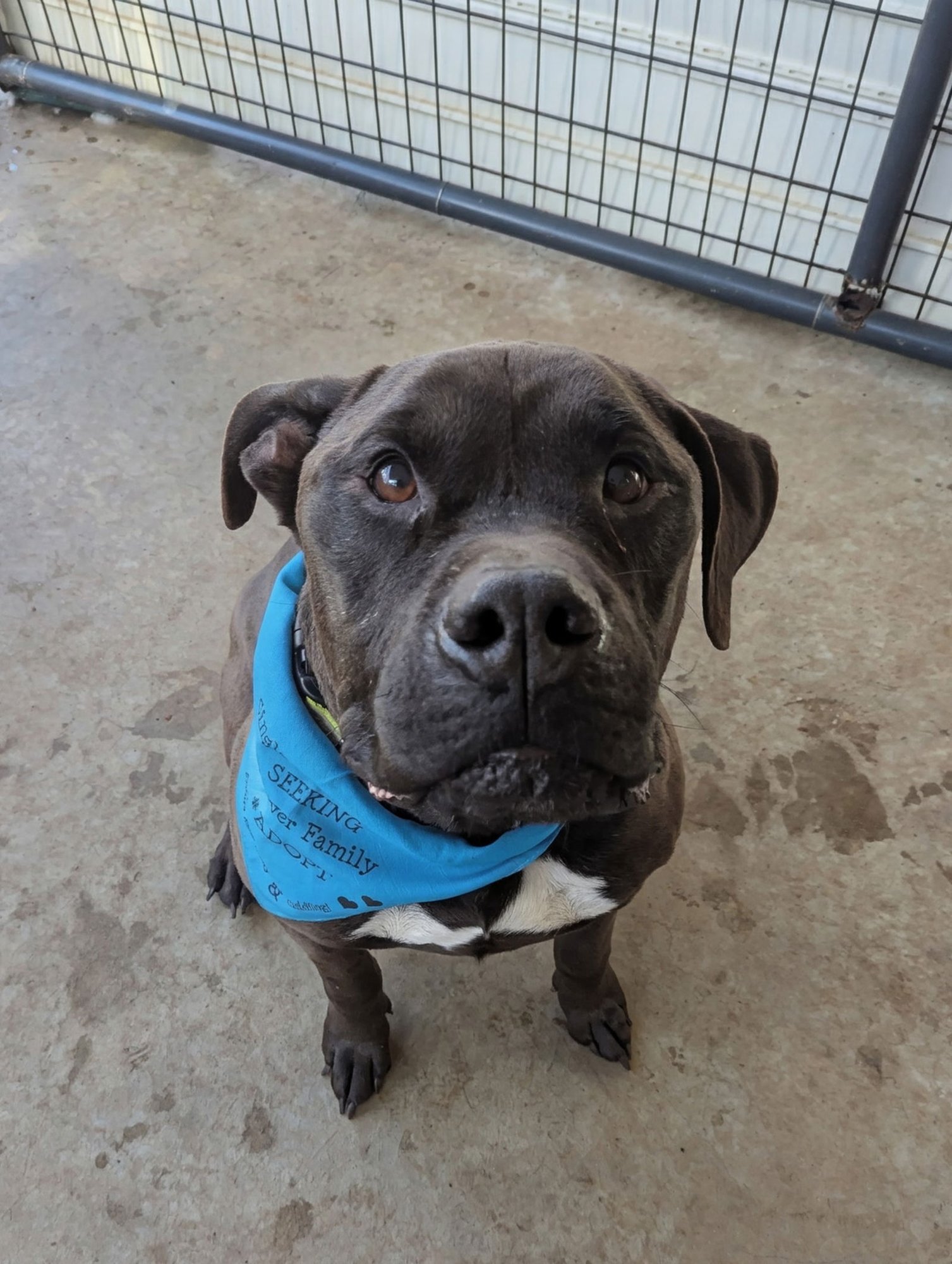 BENNY - American Staffordshire Terrier / Mastiff available for adoption
