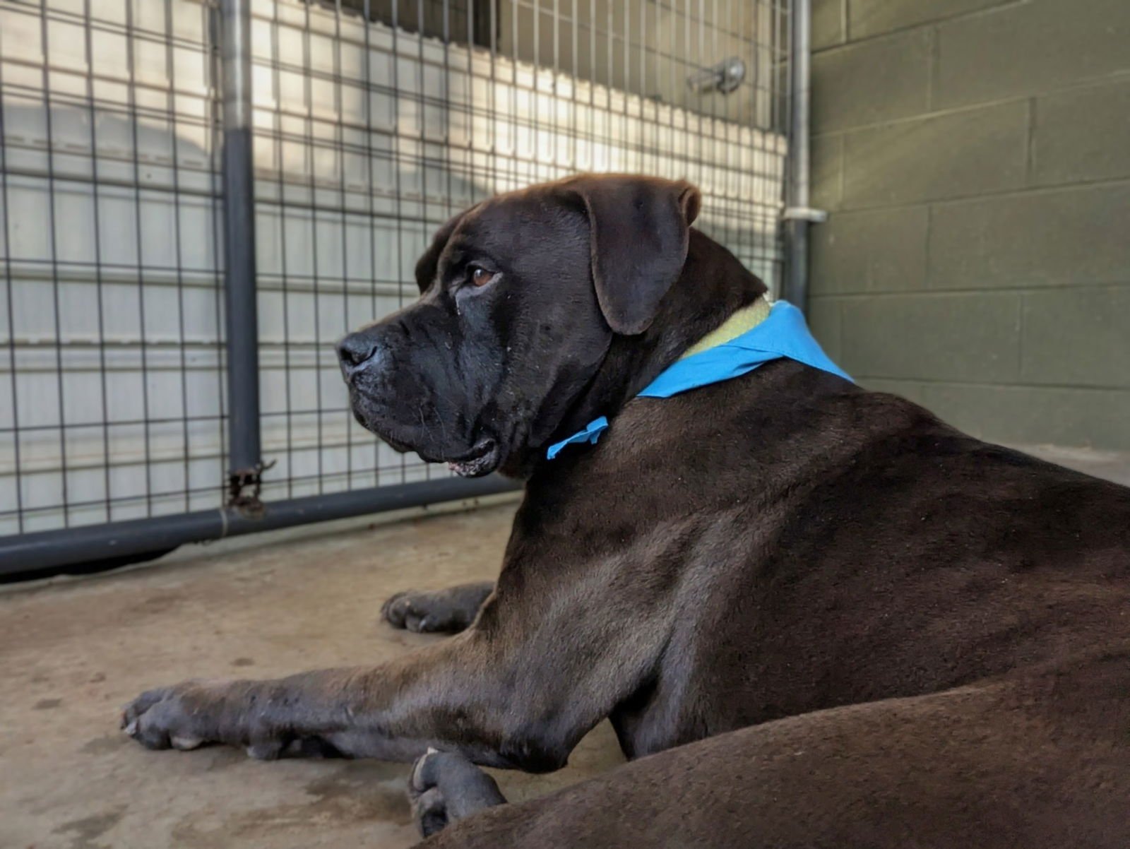 BENNY - American Staffordshire Terrier / Mastiff available for adoption