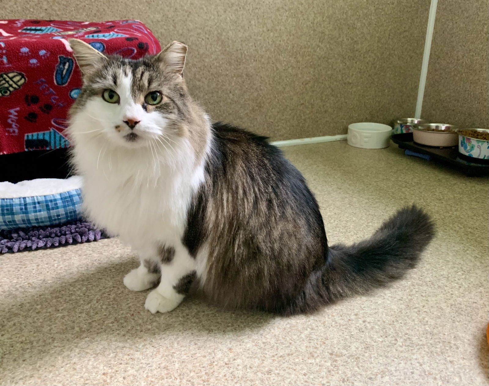 SASHA - Domestic Long Hair / Tabby available for adoption