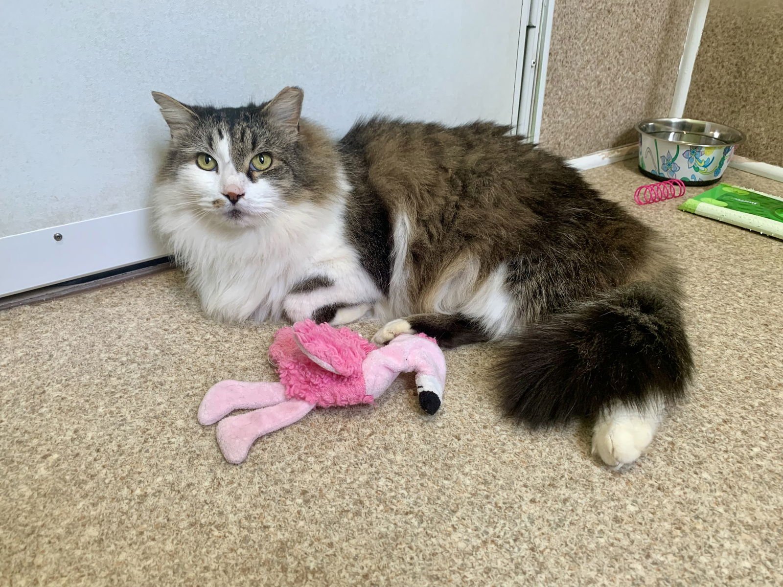 SASHA - Domestic Long Hair / Tabby available for adoption