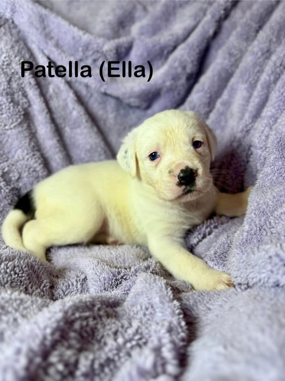 Ella Image