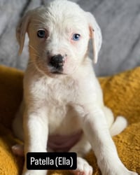 Ella - Photo 2