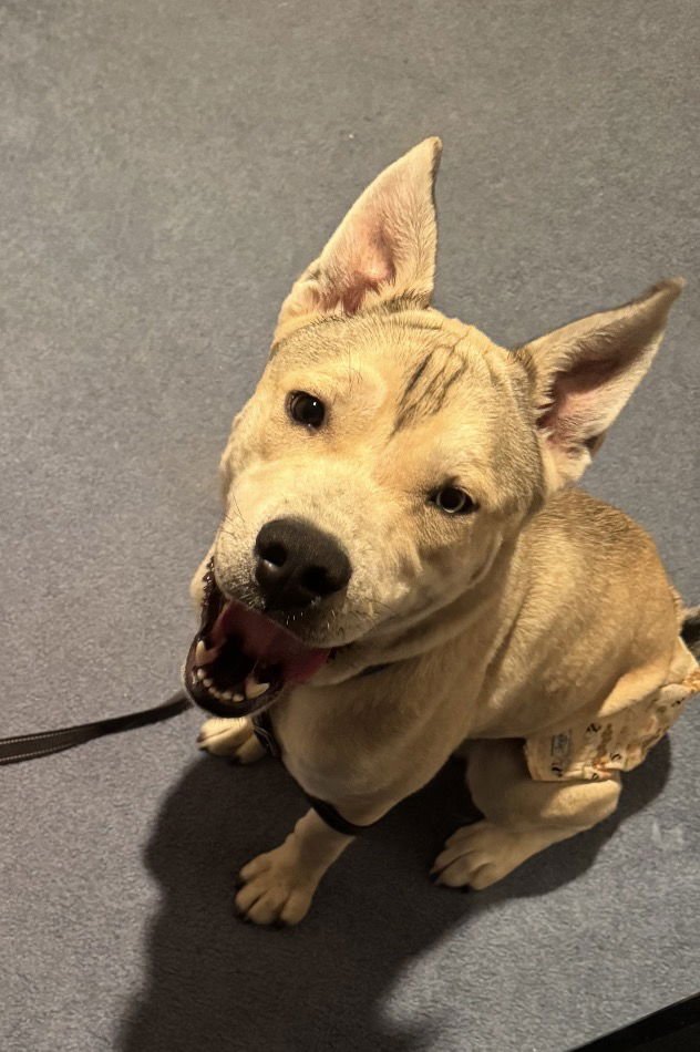 DUSK - American Pit Bull Terrier available for adoption