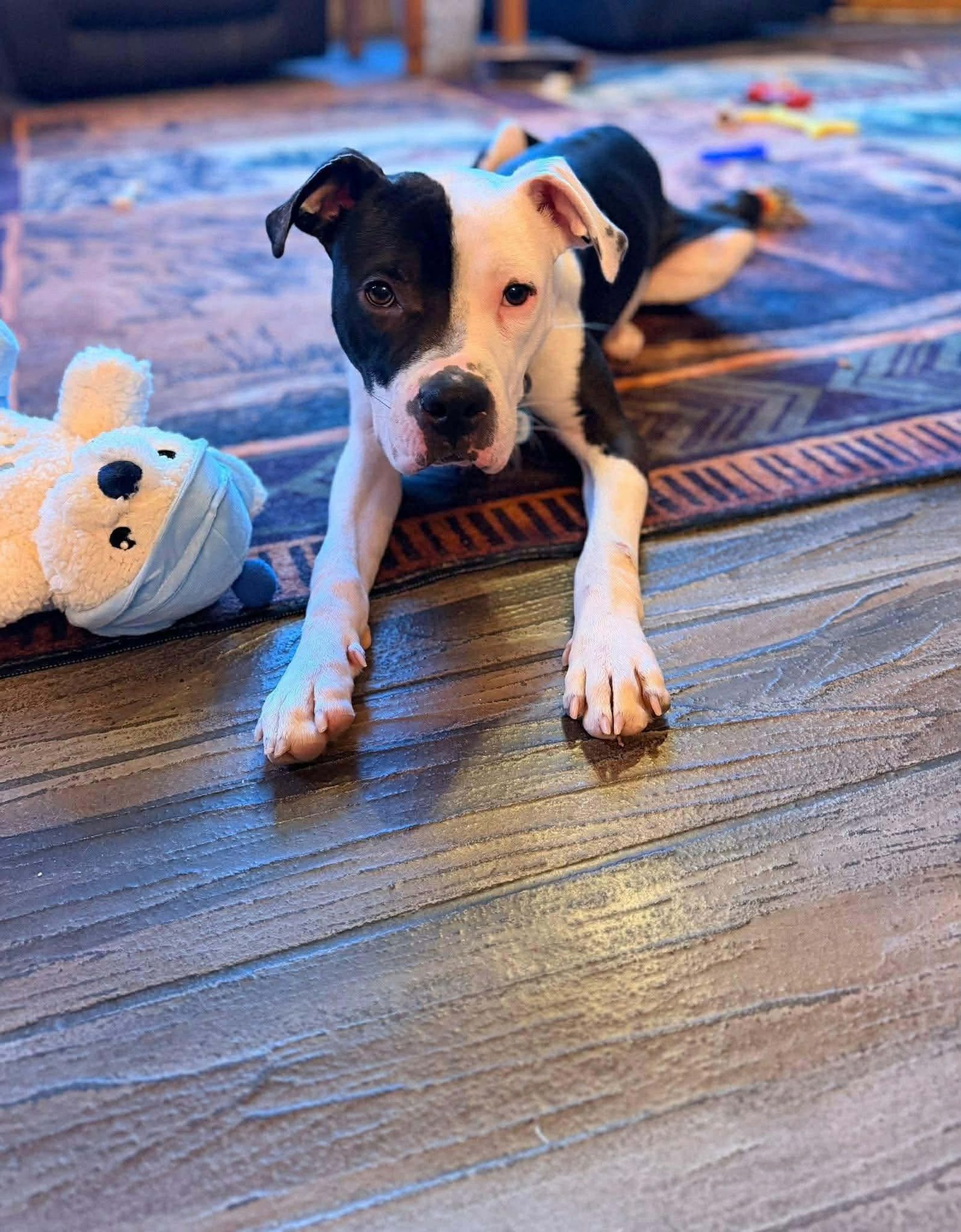 SULLY - American Pit Bull Terrier available for adoption