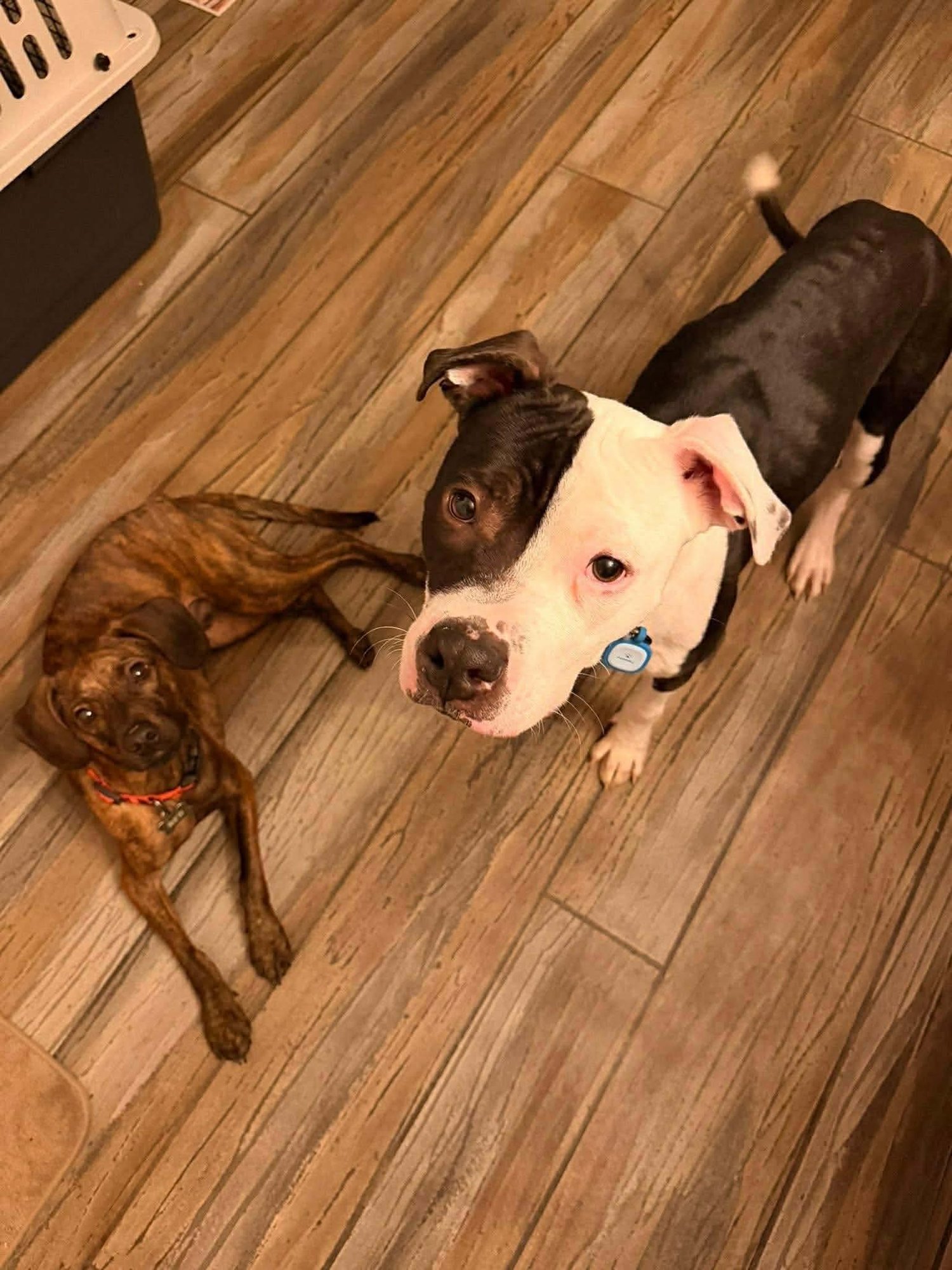 SULLY - American Pit Bull Terrier available for adoption