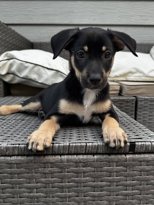 HERO - Terrier for adoption in Duluth