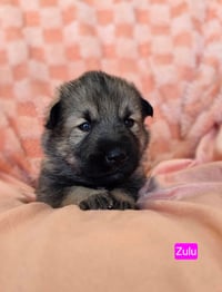 Zulu - Photo 2